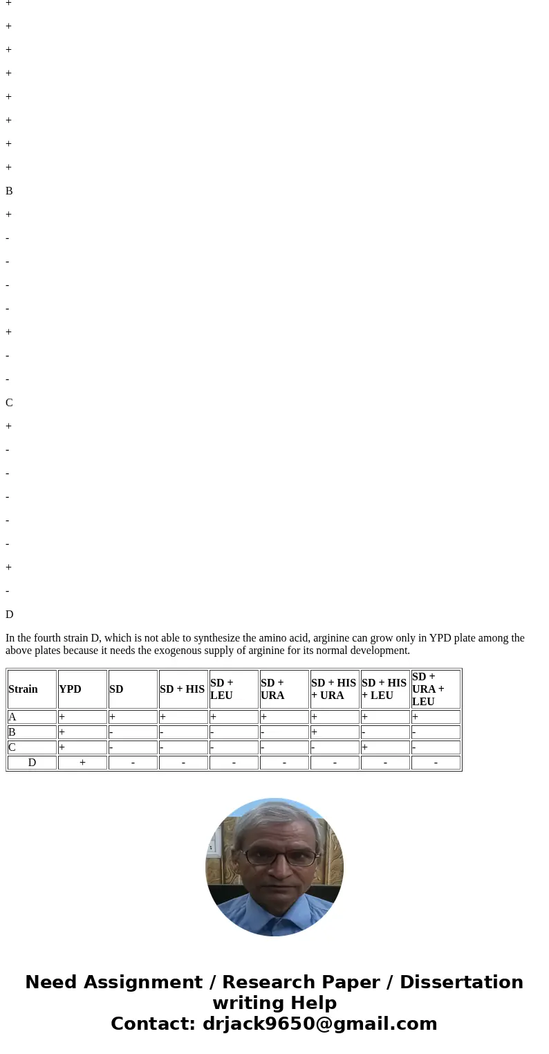 The question is .... . How many different auxotrophic phenotypes are represented in your collection of three yeast strains? Suppose you had a fourth yeast strai The question is .... . How many different auxotrophic phenotypes are represented in your collection of three yeast strains? Suppose you had a fourth yeast strai