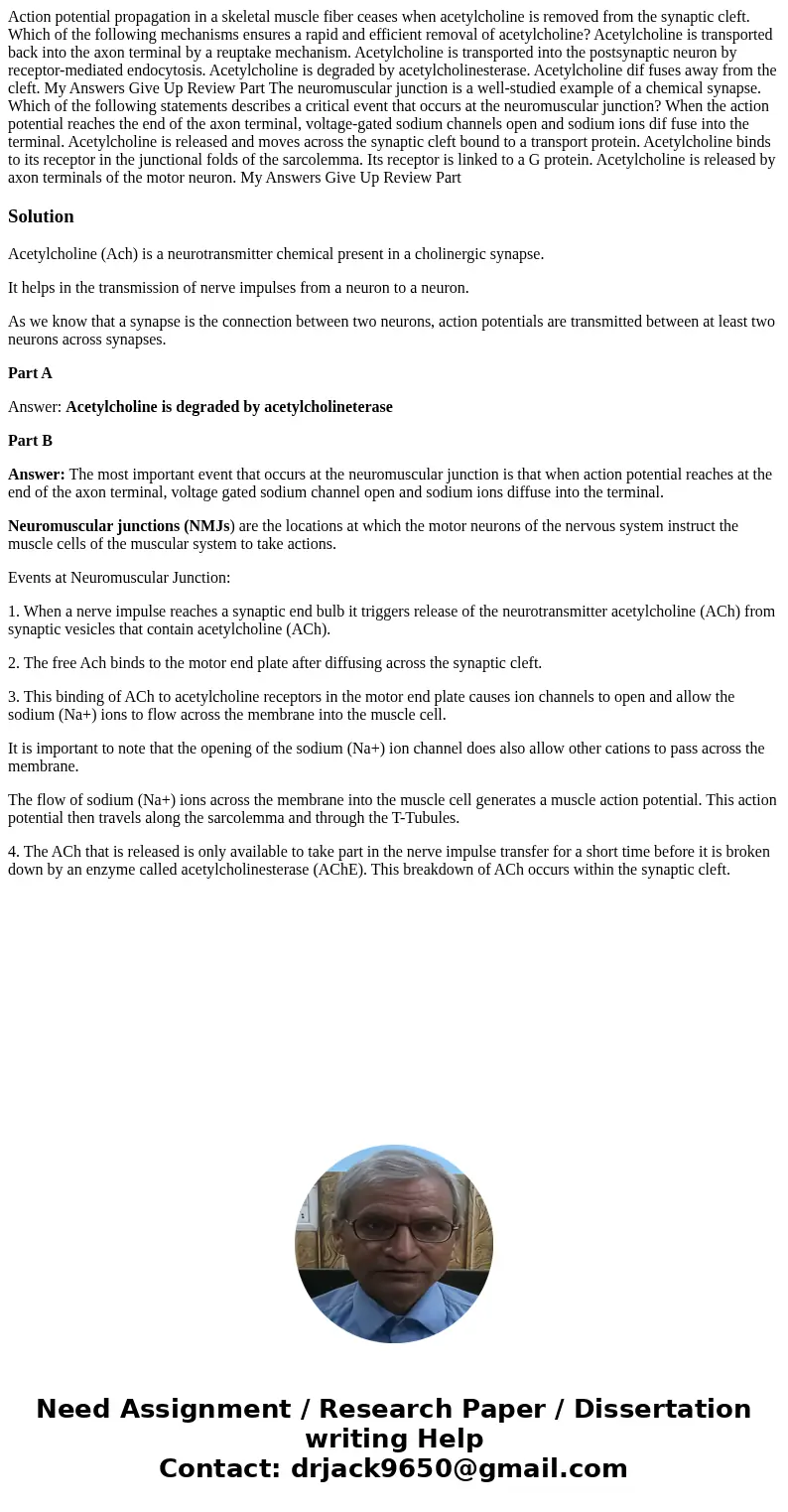 Action potential propagation in a skeletal muscle fiber ceases when acetylcholine is removed from the synaptic cleft. Which of the following mechanisms ensures  Action potential propagation in a skeletal muscle fiber ceases when acetylcholine is removed from the synaptic cleft. Which of the following mechanisms ensures