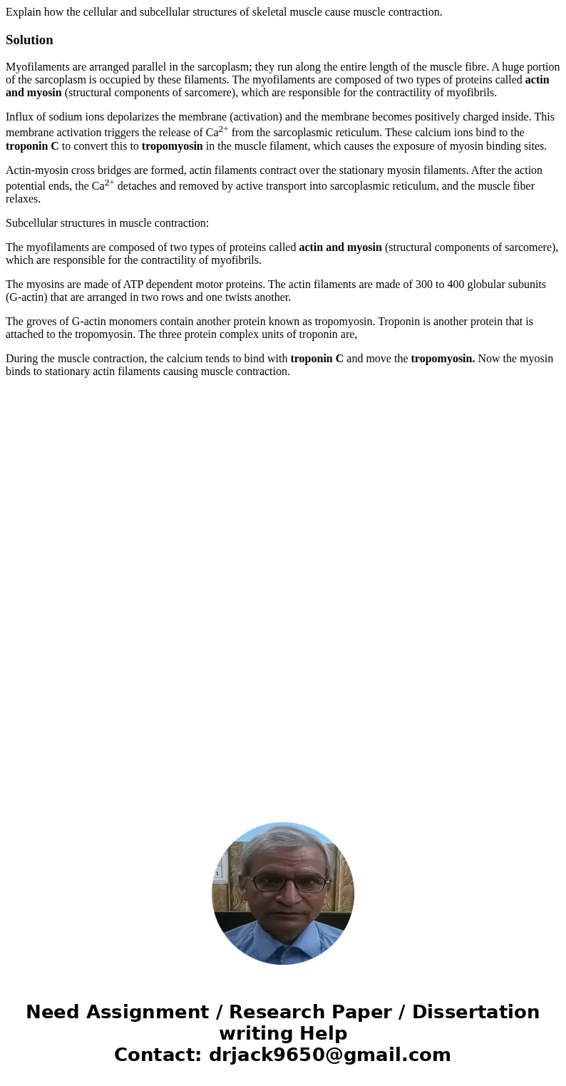 Explain how the cellular and subcellular structures of skeletal muscle cause muscle contraction.SolutionMyofilaments are arranged parallel in the sarcoplasm; th Explain how the cellular and subcellular structures of skeletal muscle cause muscle contraction.SolutionMyofilaments are arranged parallel in the sarcoplasm; th