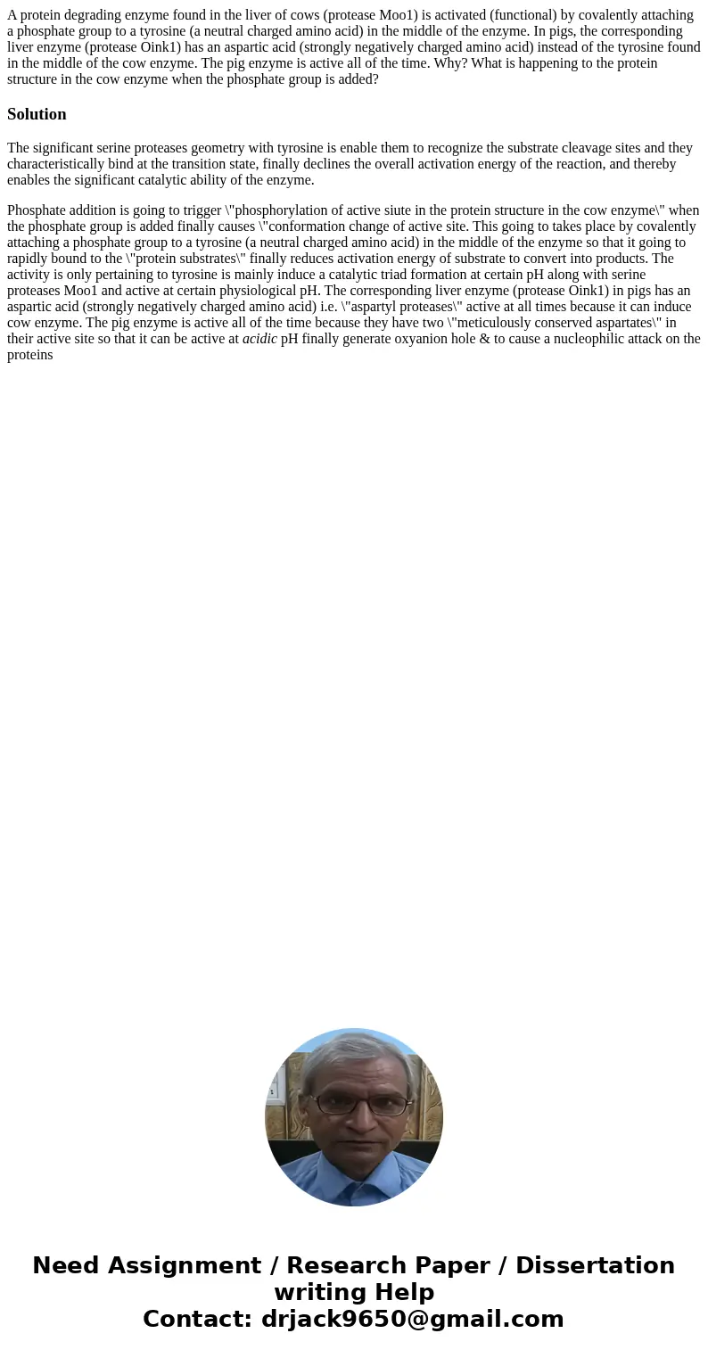 A protein degrading enzyme found in the liver of cows (protease Moo1) is activated (functional) by covalently attaching a phosphate group to a tyrosine (a neutr A protein degrading enzyme found in the liver of cows (protease Moo1) is activated (functional) by covalently attaching a phosphate group to a tyrosine (a neutr