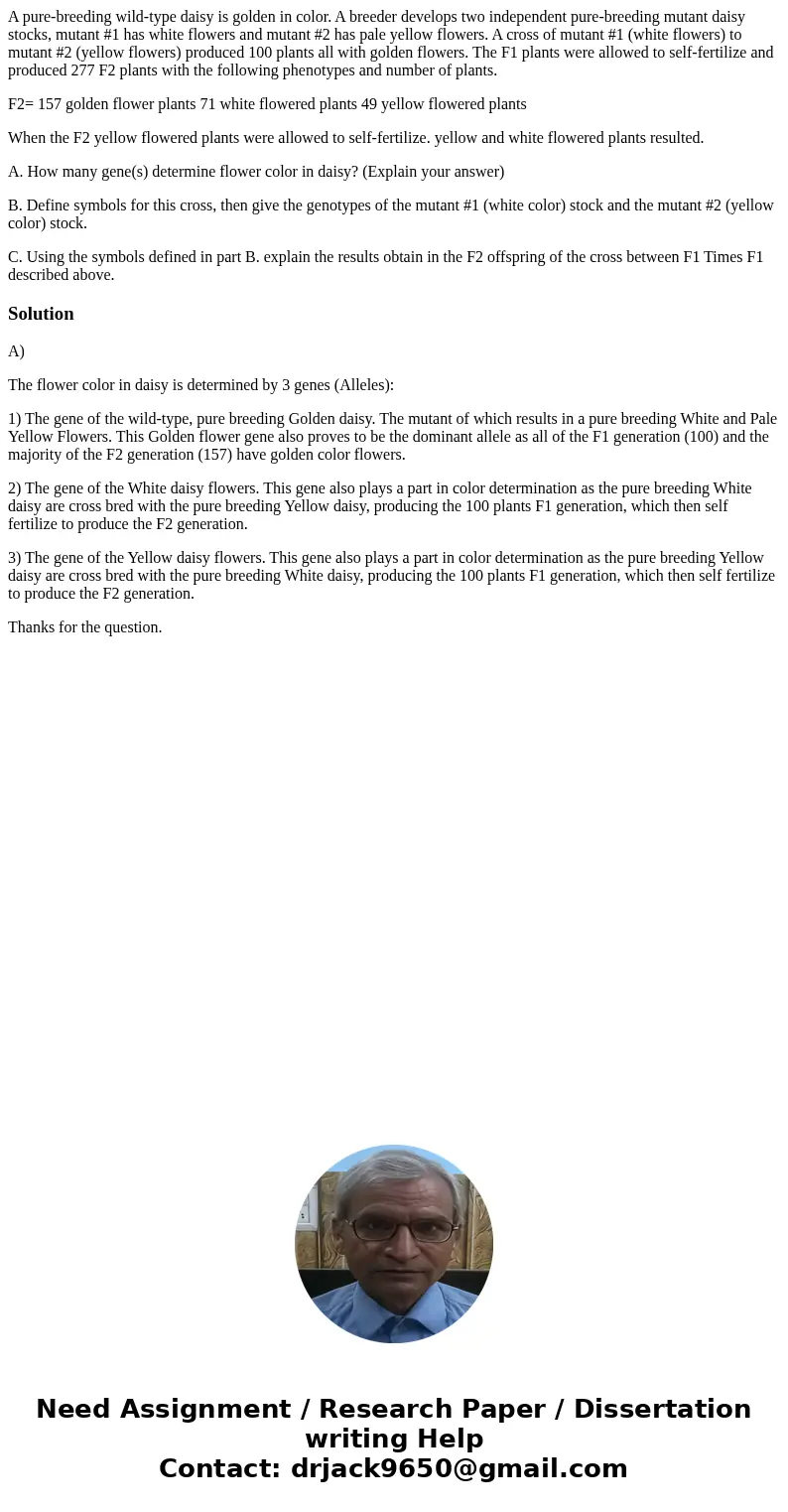 A pure-breeding wild-type daisy is golden in color. A breeder develops two independent pure-breeding mutant daisy stocks, mutant #1 has white flowers and mutant A pure-breeding wild-type daisy is golden in color. A breeder develops two independent pure-breeding mutant daisy stocks, mutant #1 has white flowers and mutant