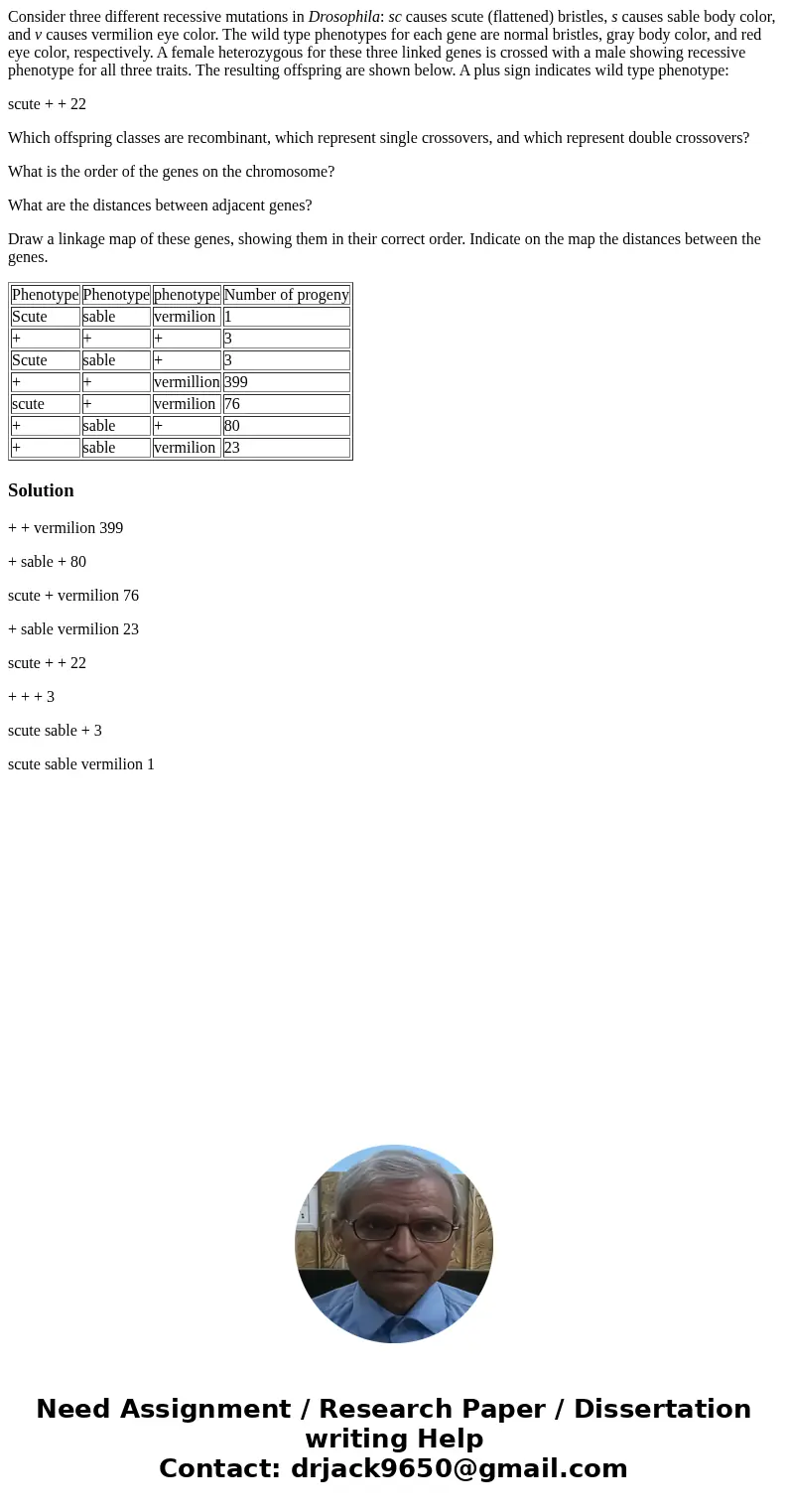 Consider three different recessive mutations in Drosophila: sc causes scute (flattened) bristles, s causes sable body color, and v causes vermilion eye color. T Consider three different recessive mutations in Drosophila: sc causes scute (flattened) bristles, s causes sable body color, and v causes vermilion eye color. T
