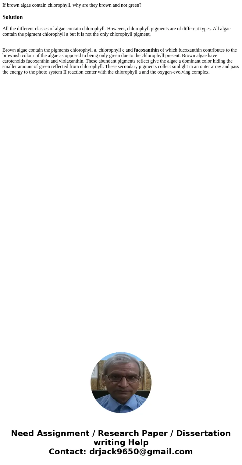 If brown algae contain chlorophyll, why are they brown and not green?SolutionAll the different classes of algae contain chlorophyll. However, chlorophyll pigmen If brown algae contain chlorophyll, why are they brown and not green?SolutionAll the different classes of algae contain chlorophyll. However, chlorophyll pigmen