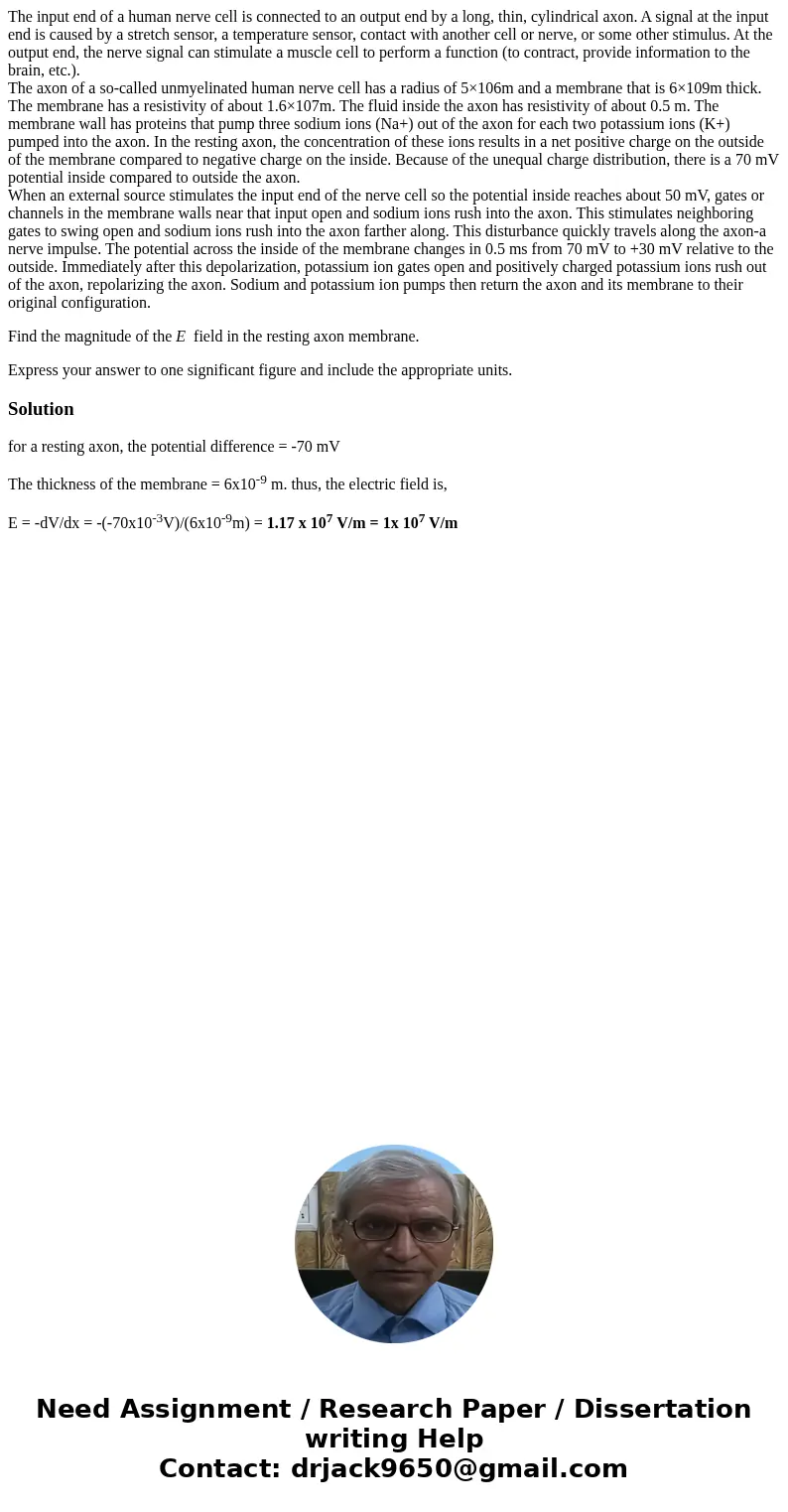 The input end of a human nerve cell is connected to an output end by a long, thin, cylindrical axon. A signal at the input end is caused by a stretch sensor, a 
