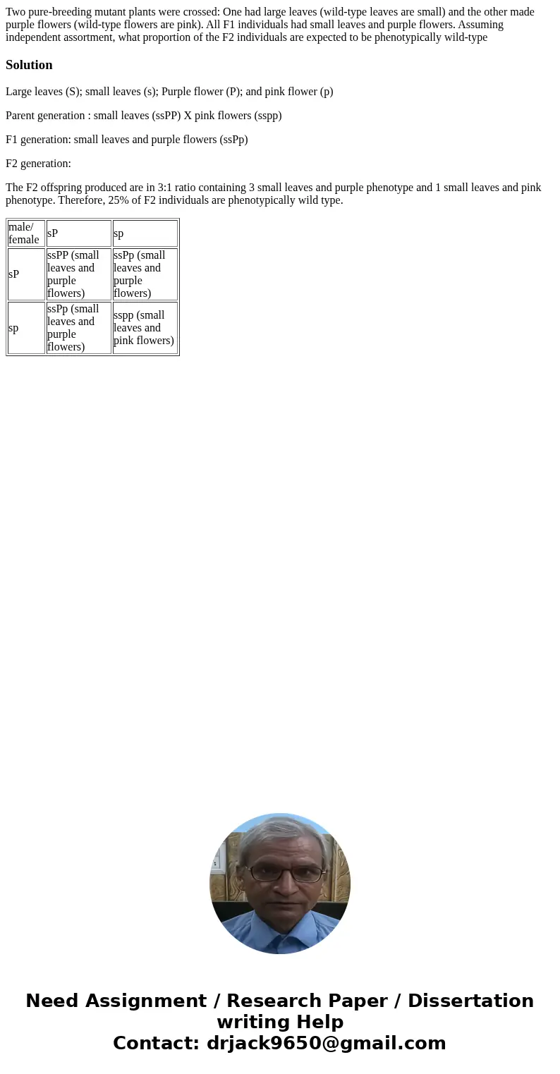 Two pure-breeding mutant plants were crossed: One had large leaves (wild-type leaves are small) and the other made purple flowers (wild-type flowers are pink).  Two pure-breeding mutant plants were crossed: One had large leaves (wild-type leaves are small) and the other made purple flowers (wild-type flowers are pink).