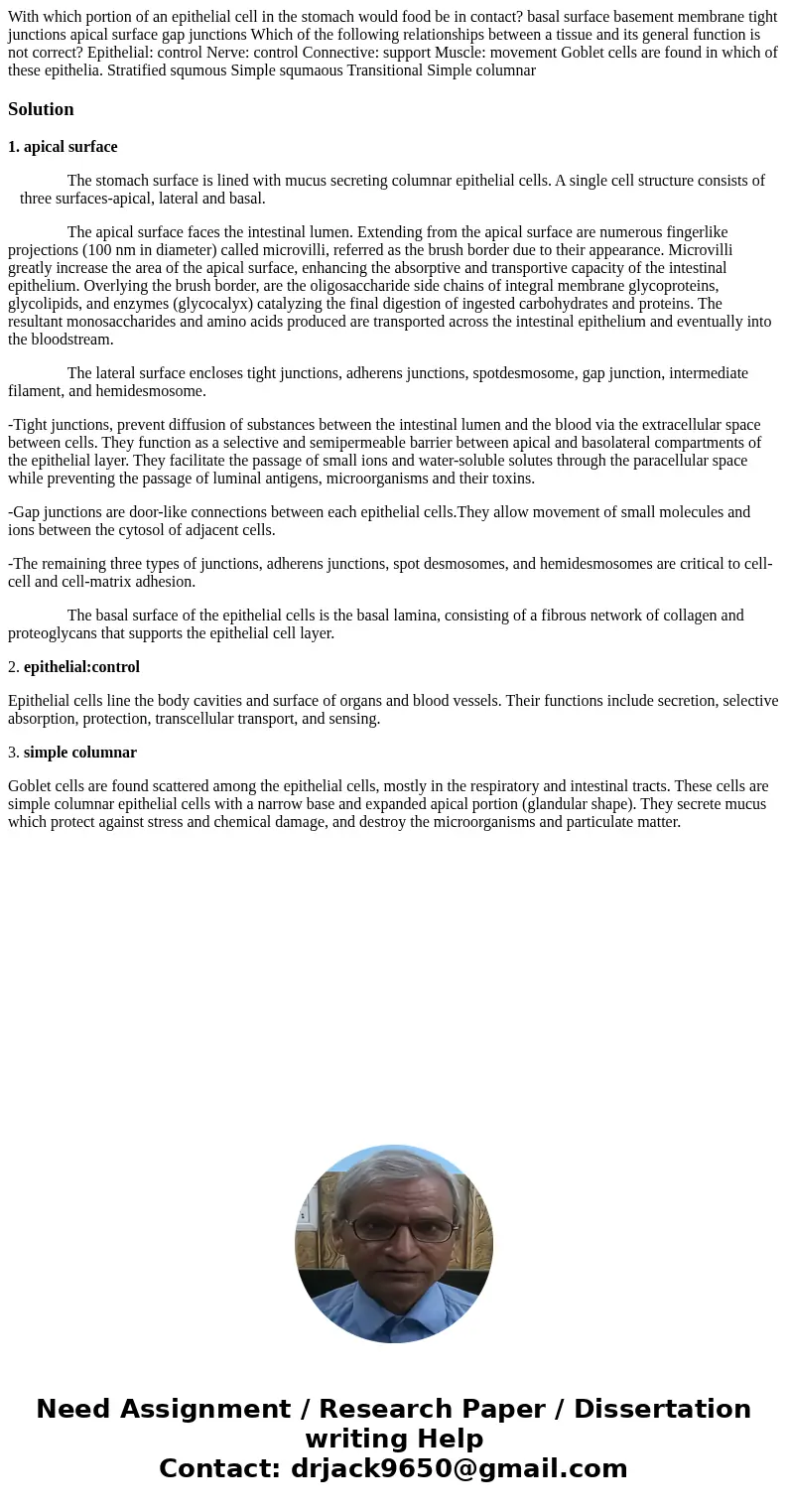 With which portion of an epithelial cell in the stomach would food be in contact? basal surface basement membrane tight junctions apical surface gap junctions   With which portion of an epithelial cell in the stomach would food be in contact? basal surface basement membrane tight junctions apical surface gap junctions