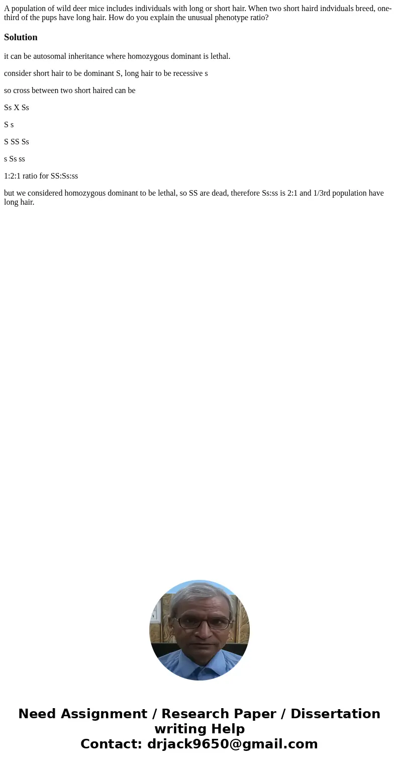 A population of wild deer mice includes individuals with long or short hair. When two short haird indviduals breed, one-third of the pups have long hair. How do A population of wild deer mice includes individuals with long or short hair. When two short haird indviduals breed, one-third of the pups have long hair. How do