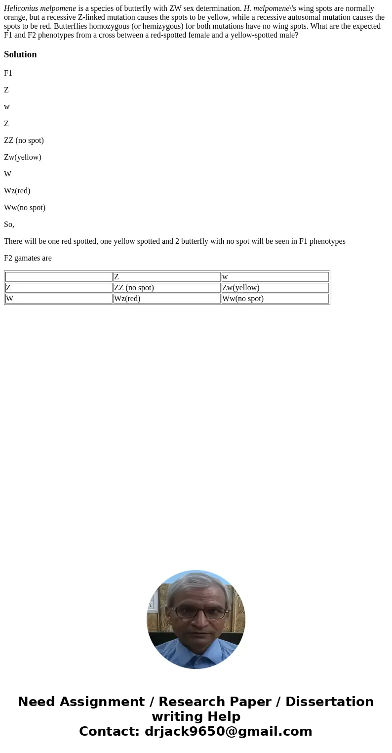 Heliconius melpomene is a species of butterfly with ZW sex determination. H. melpomene\'s wing spots are normally orange, but a recessive Z-linked mutation caus Heliconius melpomene is a species of butterfly with ZW sex determination. H. melpomene\'s wing spots are normally orange, but a recessive Z-linked mutation caus
