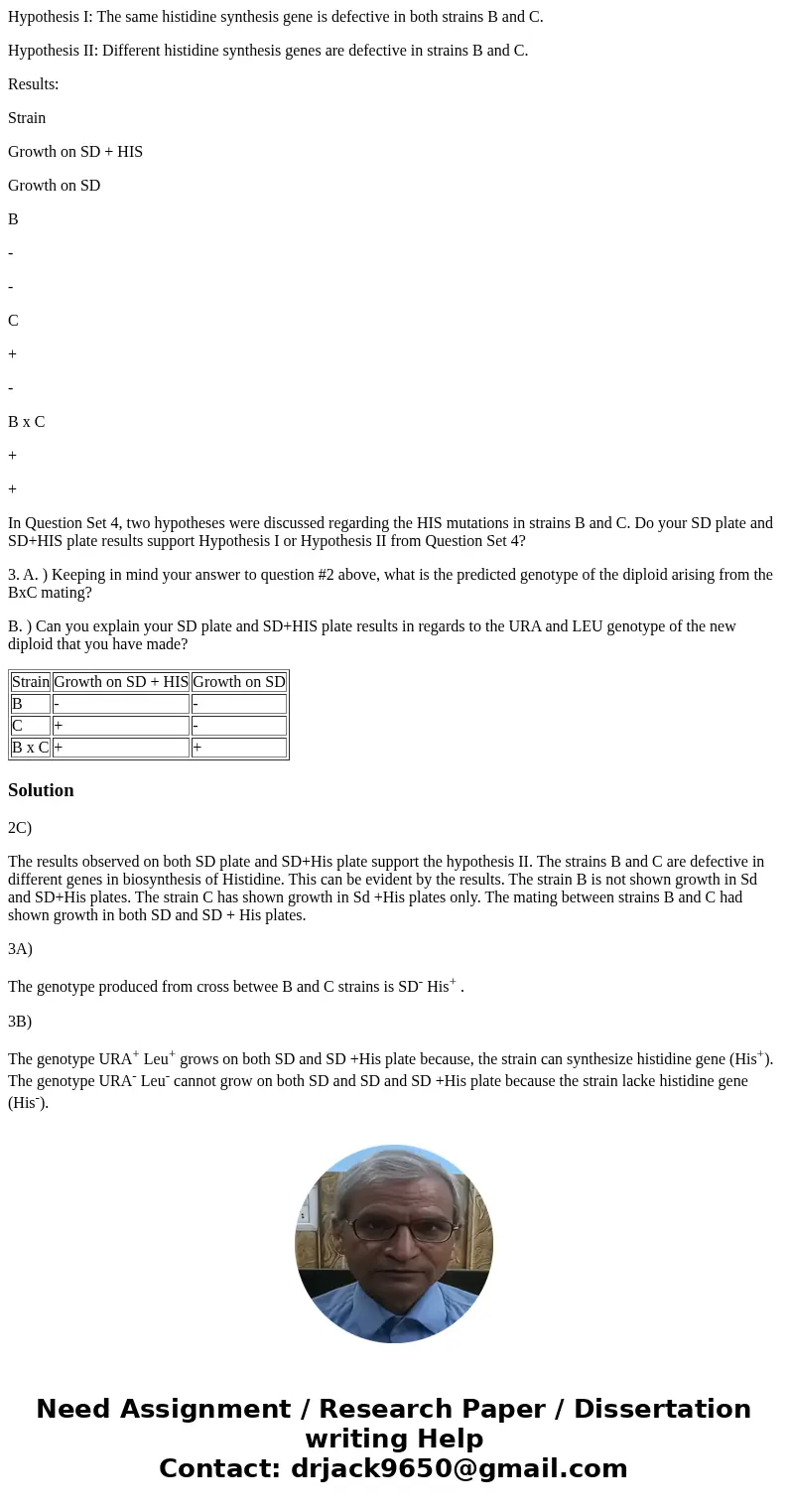 Hypothesis I: The same histidine synthesis gene is defective in both strains B and C. Hypothesis II: Different histidine synthesis genes are defective in strain Hypothesis I: The same histidine synthesis gene is defective in both strains B and C. Hypothesis II: Different histidine synthesis genes are defective in strain