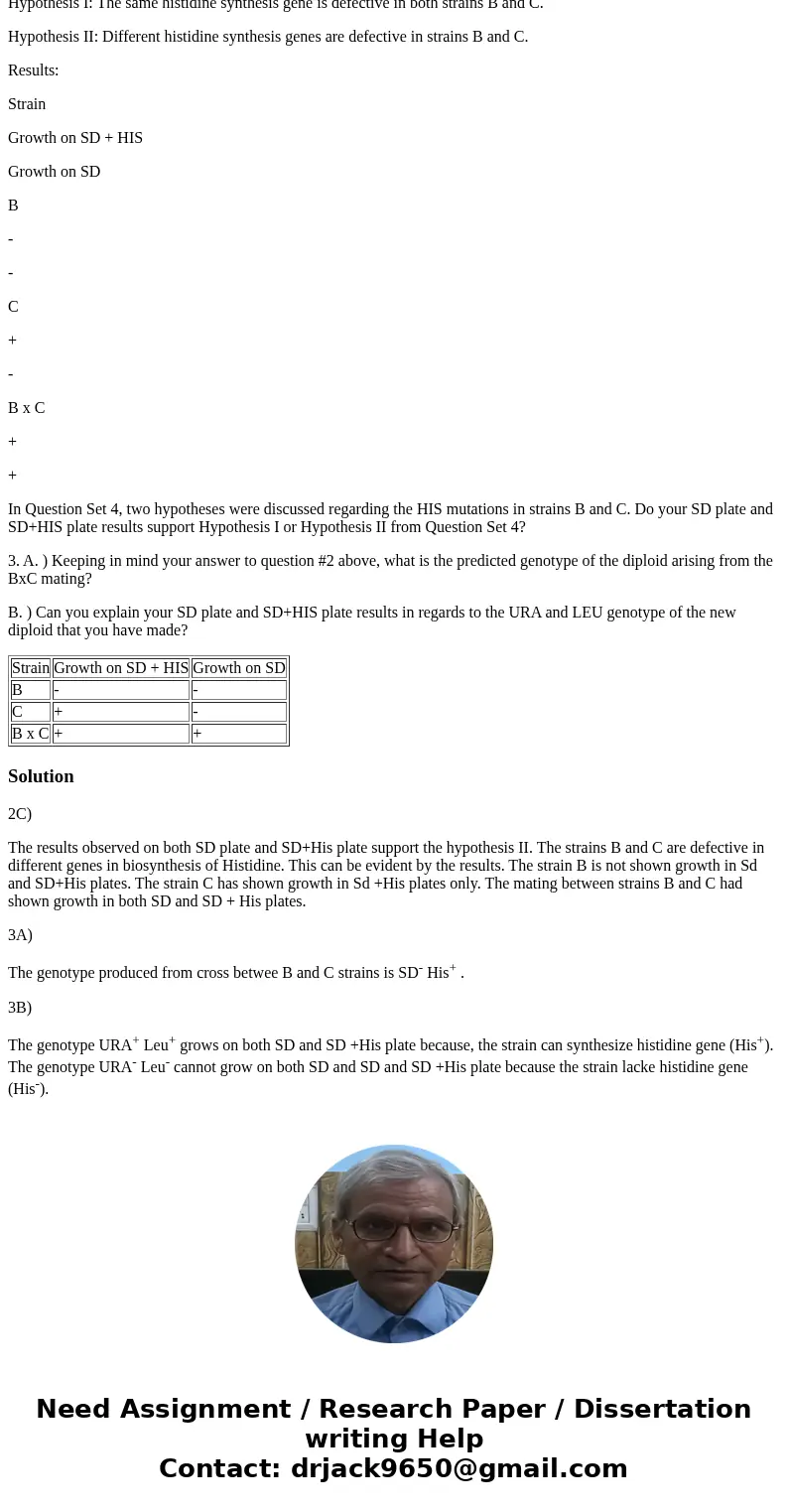 Hypothesis I: The same histidine synthesis gene is defective in both strains B and C. Hypothesis II: Different histidine synthesis genes are defective in strain Hypothesis I: The same histidine synthesis gene is defective in both strains B and C. Hypothesis II: Different histidine synthesis genes are defective in strain