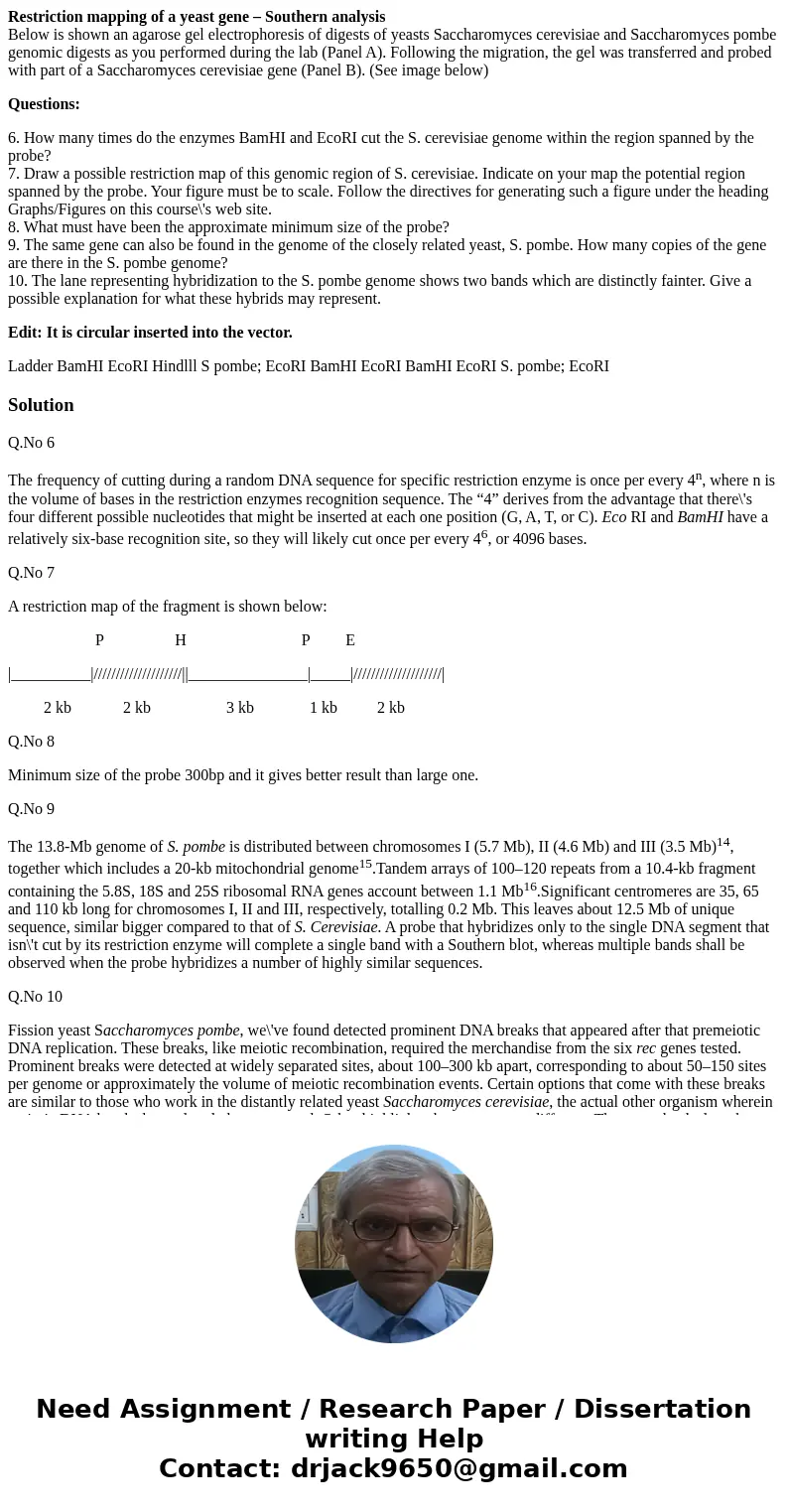 Restriction mapping of a yeast gene – Southern analysis Below is shown an agarose gel electrophoresis of digests of yeasts Saccharomyces cerevisiae and Saccharo Restriction mapping of a yeast gene – Southern analysis Below is shown an agarose gel electrophoresis of digests of yeasts Saccharomyces cerevisiae and Saccharo