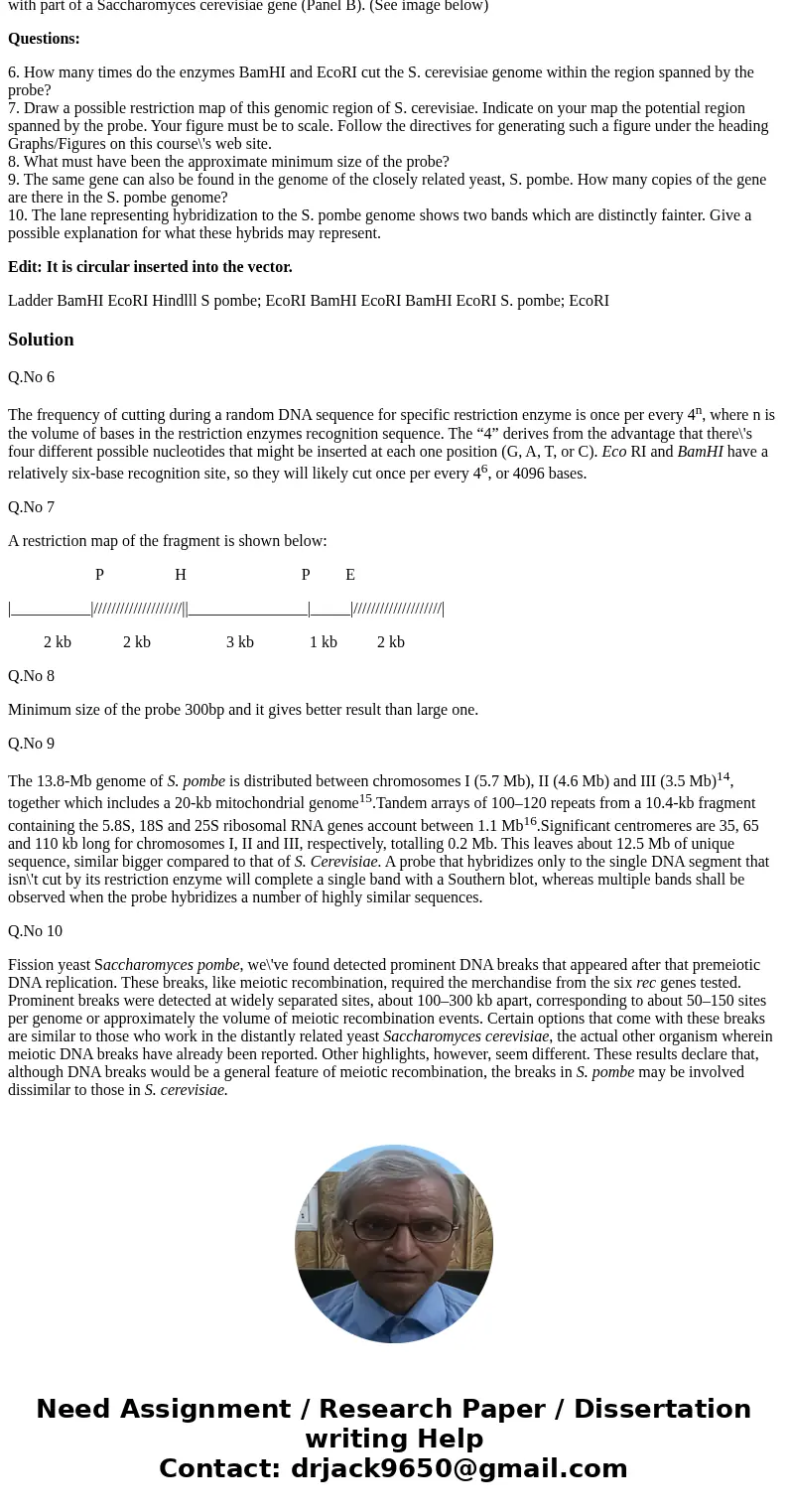 Restriction mapping of a yeast gene – Southern analysis Below is shown an agarose gel electrophoresis of digests of yeasts Saccharomyces cerevisiae and Saccharo Restriction mapping of a yeast gene – Southern analysis Below is shown an agarose gel electrophoresis of digests of yeasts Saccharomyces cerevisiae and Saccharo