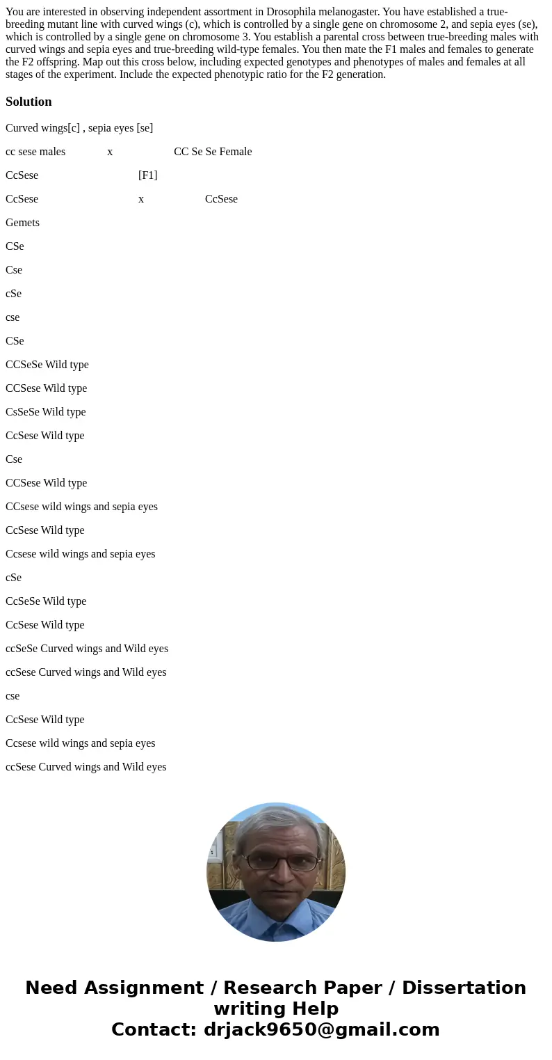 You are interested in observing independent assortment in Drosophila melanogaster. You have established a true-breeding mutant line with curved wings (c), whic  You are interested in observing independent assortment in Drosophila melanogaster. You have established a true-breeding mutant line with curved wings (c), whic