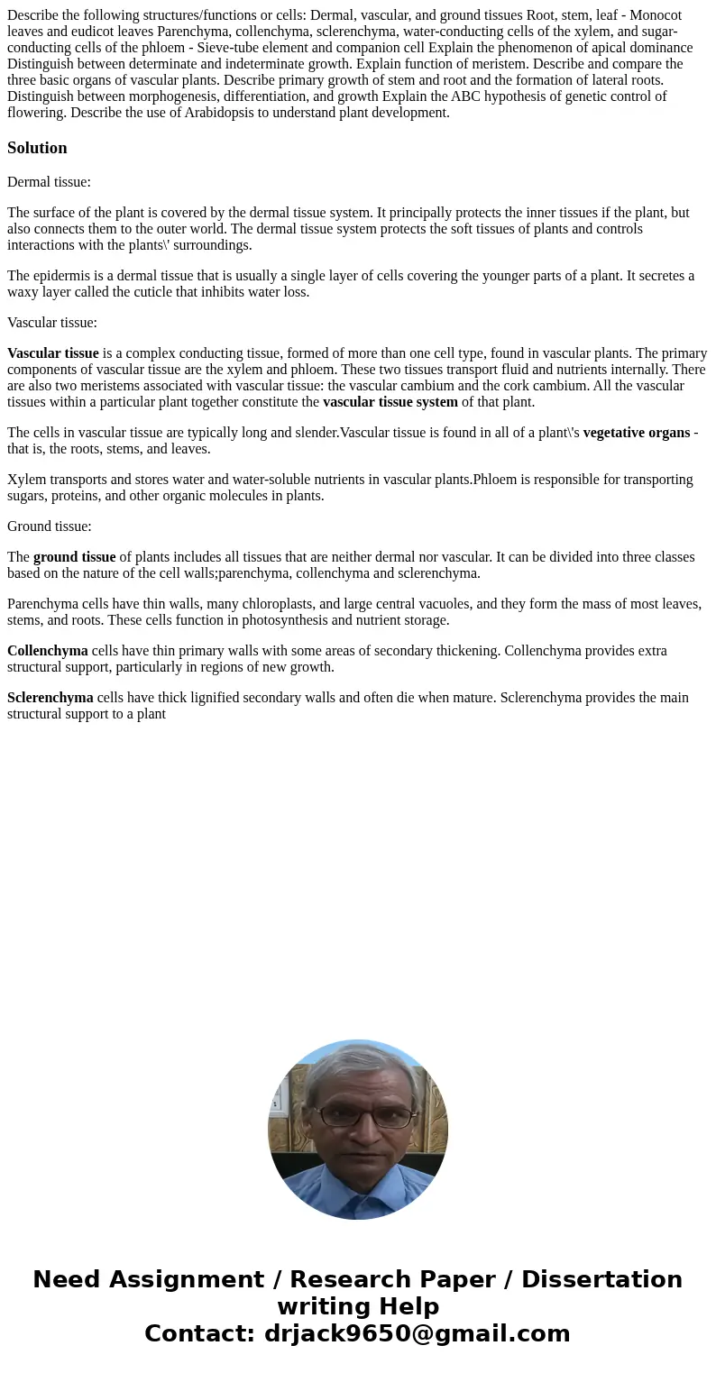 Describe the following structures/functions or cells: Dermal, vascular, and ground tissues Root, stem, leaf - Monocot leaves and eudicot leaves Parenchyma, col  Describe the following structures/functions or cells: Dermal, vascular, and ground tissues Root, stem, leaf - Monocot leaves and eudicot leaves Parenchyma, col