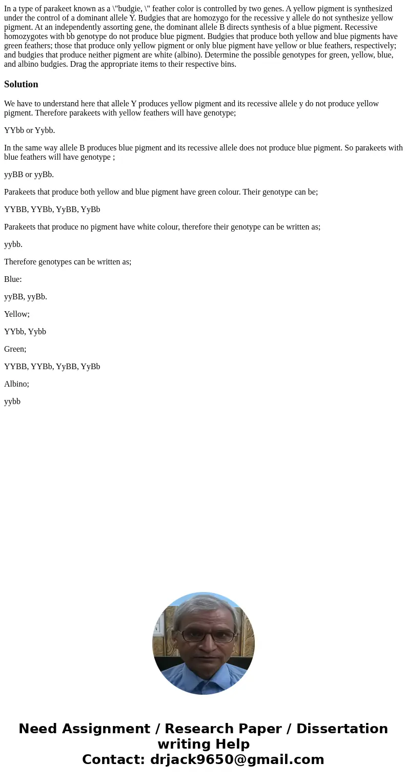 In a type of parakeet known as a \  In a type of parakeet known as a \