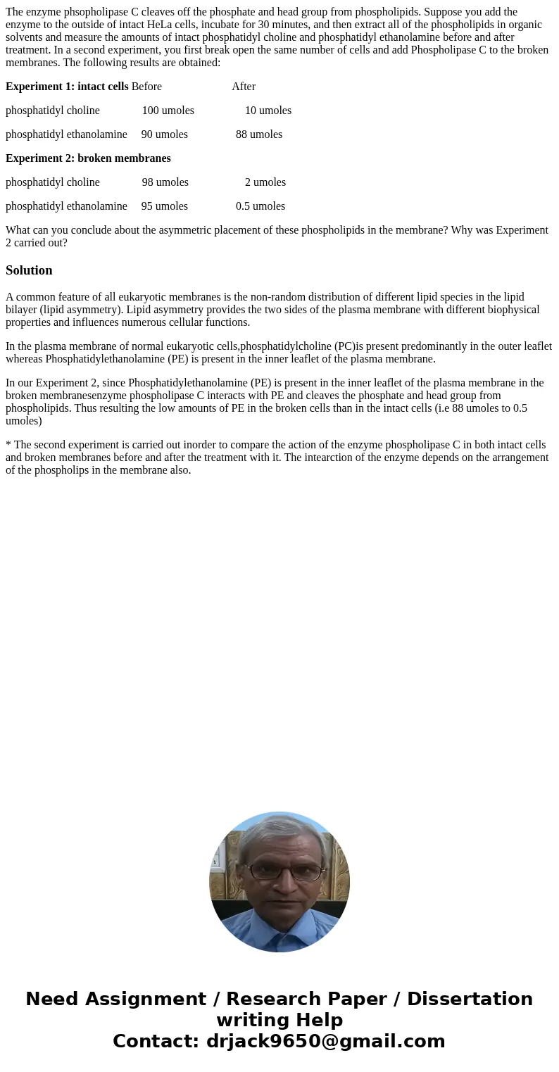 The enzyme phsopholipase C cleaves off the phosphate and head group from phospholipids. Suppose you add the enzyme to the outside of intact HeLa cells, incubate The enzyme phsopholipase C cleaves off the phosphate and head group from phospholipids. Suppose you add the enzyme to the outside of intact HeLa cells, incubate