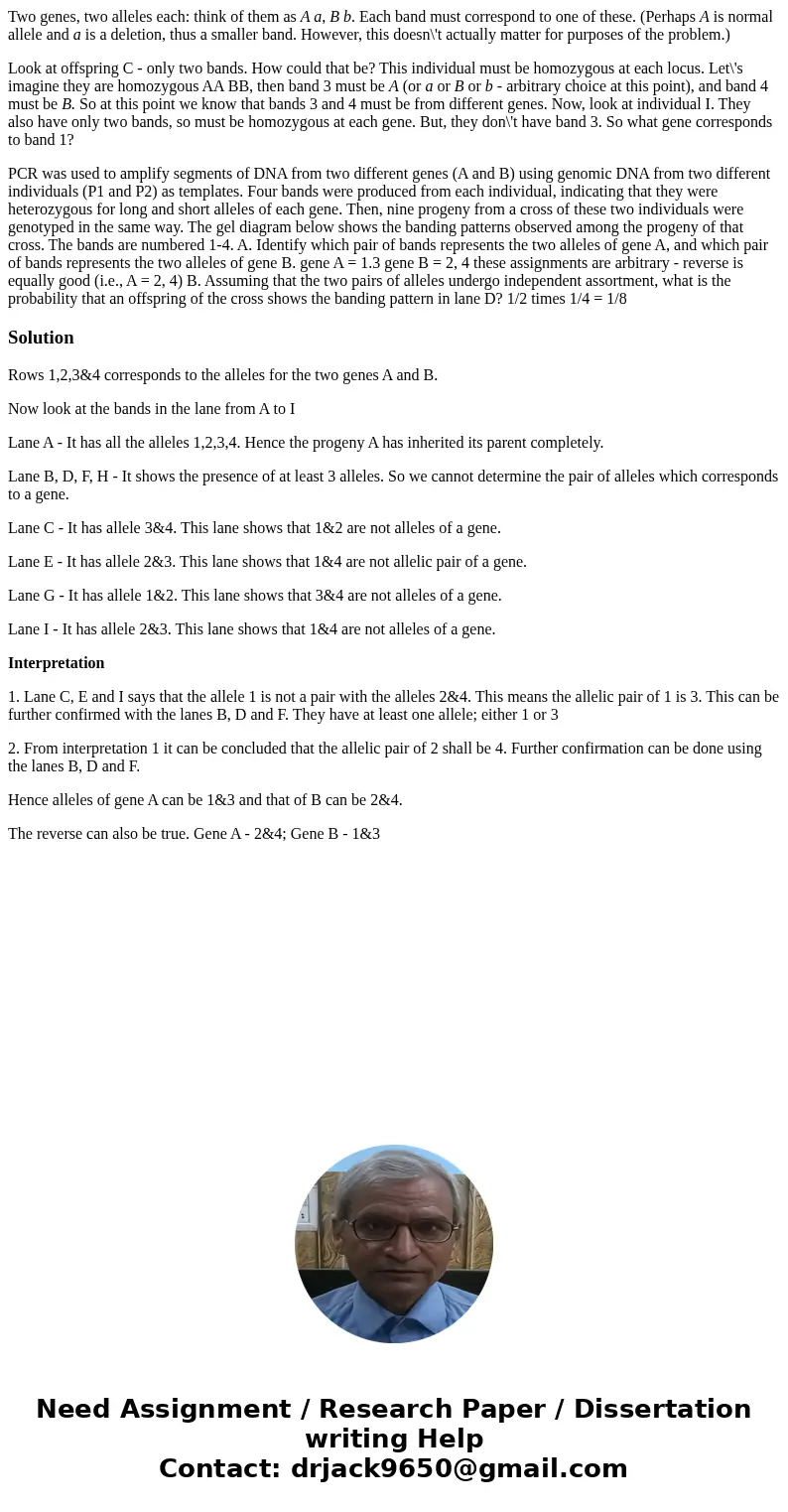 Two genes, two alleles each: think of them as A a, B b. Each band must correspond to one of these. (Perhaps A is normal allele and a is a deletion, thus a small