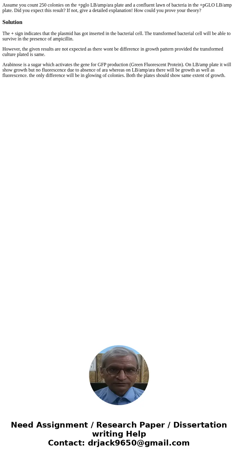 Assume you count 250 colonies on the +pglo LB/amp/ara plate and a confluent lawn of bacteria in the +pGLO LB/amp plate. Did you expect this result? If not, give Assume you count 250 colonies on the +pglo LB/amp/ara plate and a confluent lawn of bacteria in the +pGLO LB/amp plate. Did you expect this result? If not, give