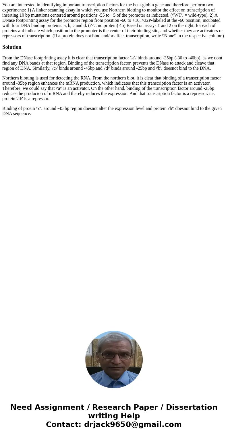 You are interested in identifying important transcription factors for the beta-globin gene and therefore perform two experiments: 1) A linker scanning assay in  You are interested in identifying important transcription factors for the beta-globin gene and therefore perform two experiments: 1) A linker scanning assay in