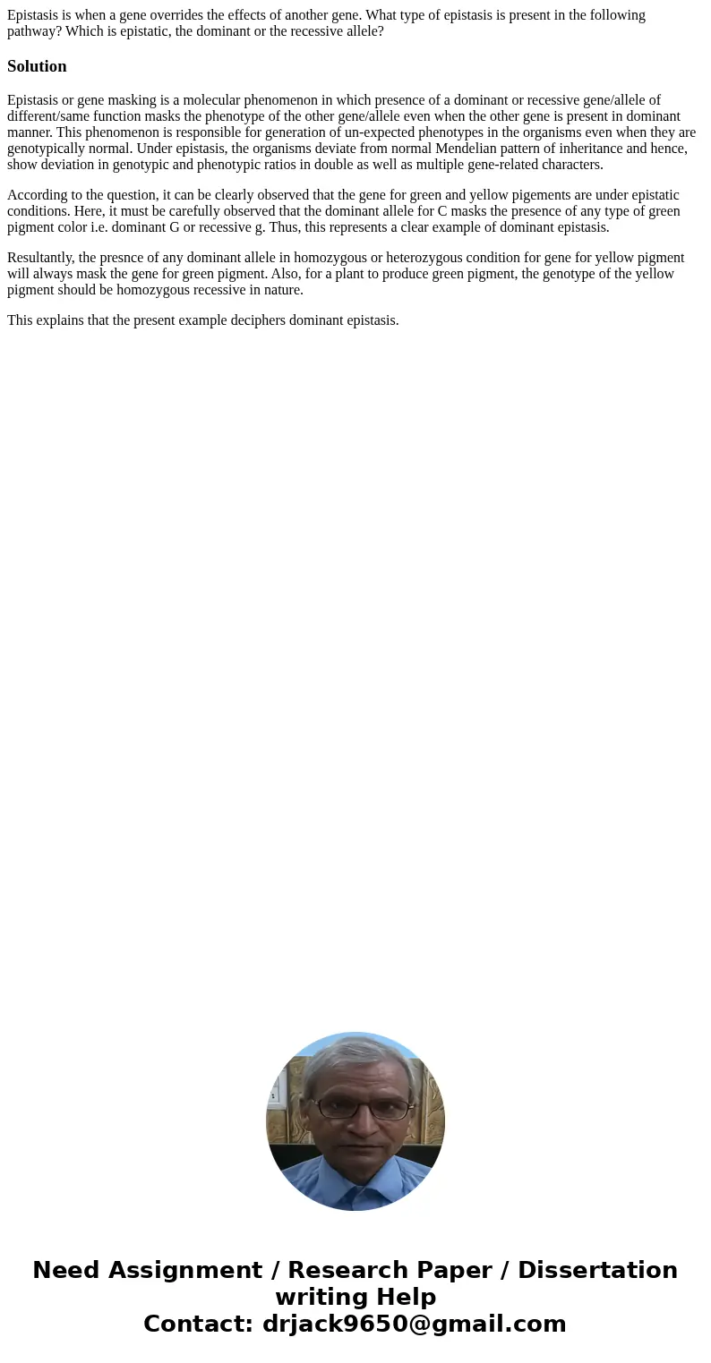 Epistasis is when a gene overrides the effects of another gene. What type of epistasis is present in the following pathway? Which is epistatic, the dominant or  Epistasis is when a gene overrides the effects of another gene. What type of epistasis is present in the following pathway? Which is epistatic, the dominant or