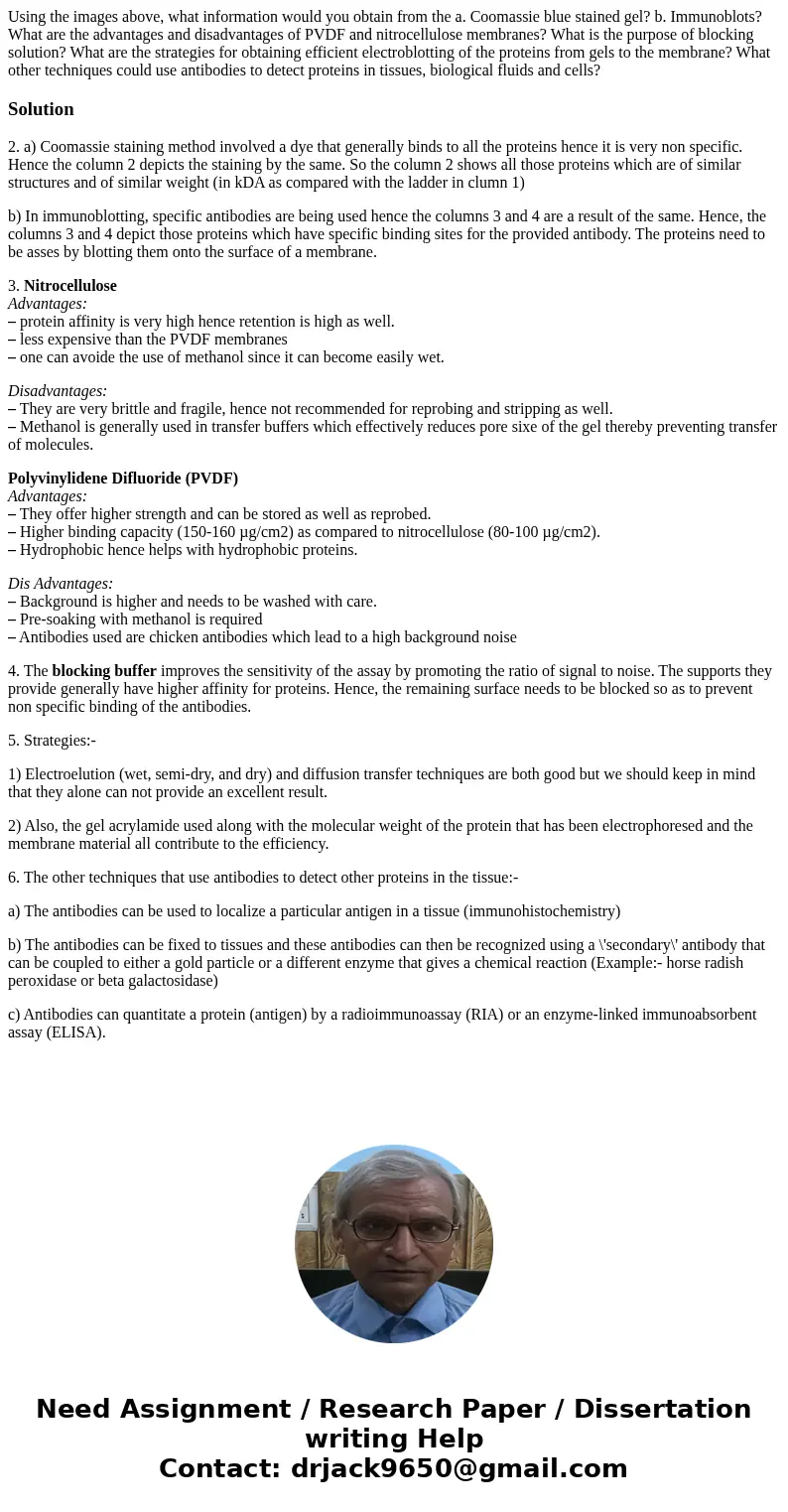 Using the images above, what information would you obtain from the a. Coomassie blue stained gel? b. Immunoblots? What are the advantages and disadvantages of   Using the images above, what information would you obtain from the a. Coomassie blue stained gel? b. Immunoblots? What are the advantages and disadvantages of