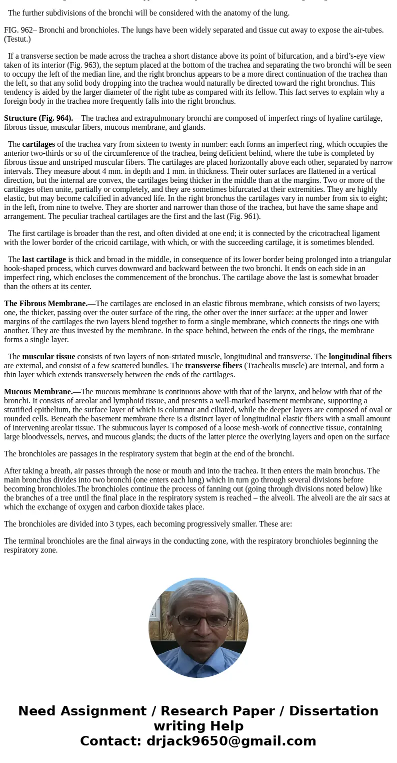 Describe the anatomy of the trachea, bronchi, bronchiolesSolutionFIG. 961– Front view of cartilages of larynx, trachea, and bronchi. The trachea or windpipe (Fi