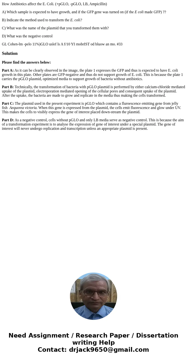 How Antibiotics affect the E. Coli. (+pGLO, -pGLO, LB, Ampicillin) A) Which sample is expected to have growth, and if the GFP gene was turned on (if the E coli 
