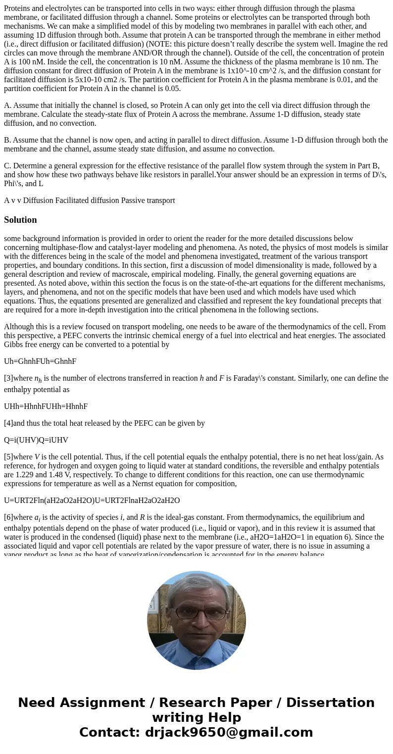 Proteins and electrolytes can be transported into cells in two ways: either through diffusion through the plasma membrane, or facilitated diffusion through a ch