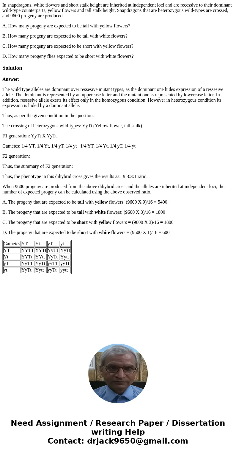 In snapdragons, white flowers and short stalk height are inherited at independent loci and are recessive to their dominant wild-type counterparts, yellow flower