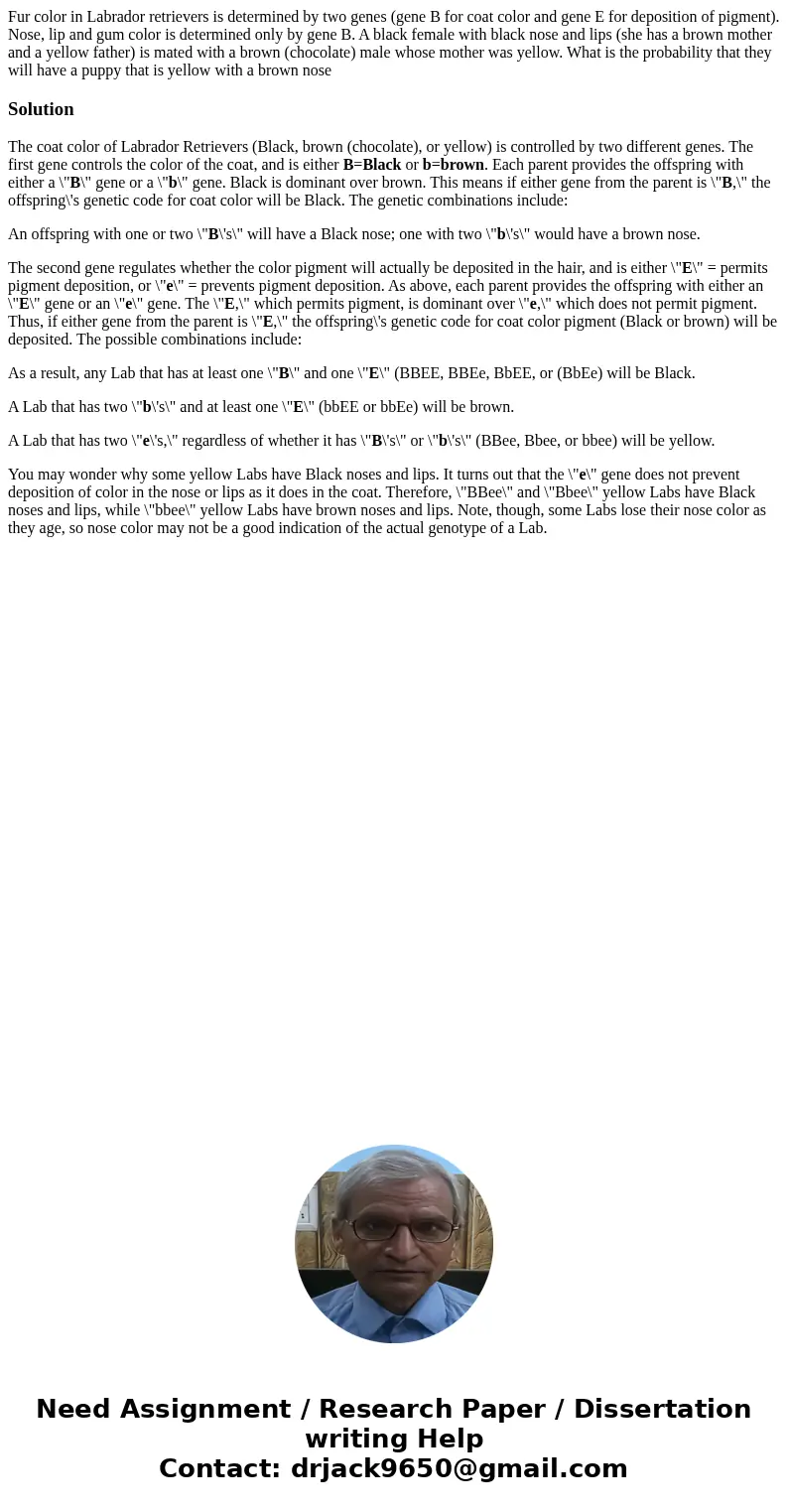 Fur color in Labrador retrievers is determined by two genes (gene B for coat color and gene E for deposition of pigment). Nose, lip and gum color is determined  Fur color in Labrador retrievers is determined by two genes (gene B for coat color and gene E for deposition of pigment). Nose, lip and gum color is determined