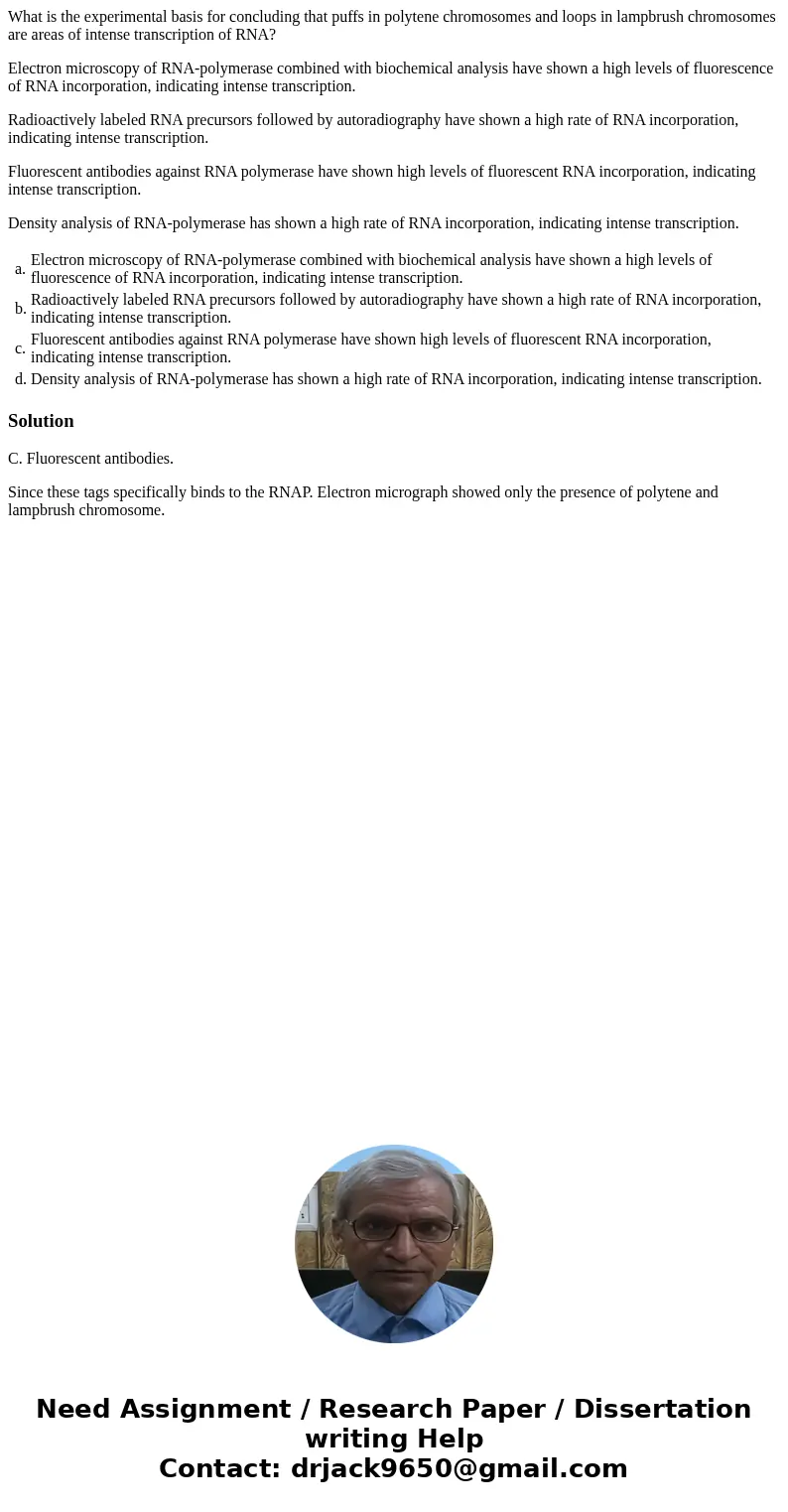 What is the experimental basis for concluding that puffs in polytene chromosomes and loops in lampbrush chromosomes are areas of intense transcription of RNA? E What is the experimental basis for concluding that puffs in polytene chromosomes and loops in lampbrush chromosomes are areas of intense transcription of RNA? E