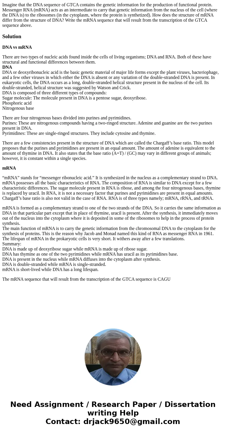 Imagine that the DNA sequence of GTCA contains the genetic information for the production of functional protein. Messenger RNA (mRNA) acts as an intermediate to Imagine that the DNA sequence of GTCA contains the genetic information for the production of functional protein. Messenger RNA (mRNA) acts as an intermediate to
