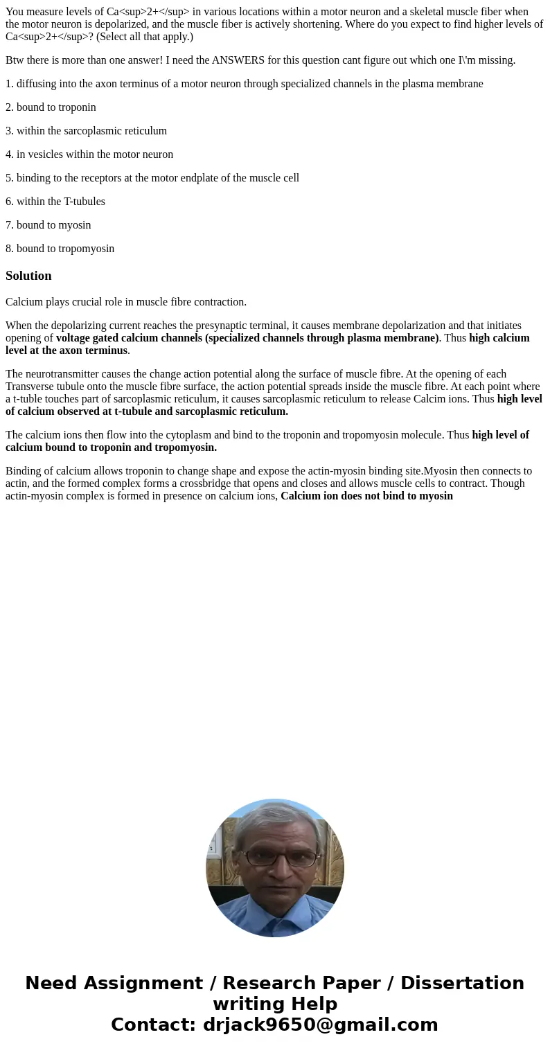 You measure levels of Ca<sup>2+</sup> in various locations within a motor neuron and a skeletal muscle fiber when the motor neuron is depolarized, a You measure levels of Ca<sup>2+</sup> in various locations within a motor neuron and a skeletal muscle fiber when the motor neuron is depolarized, a