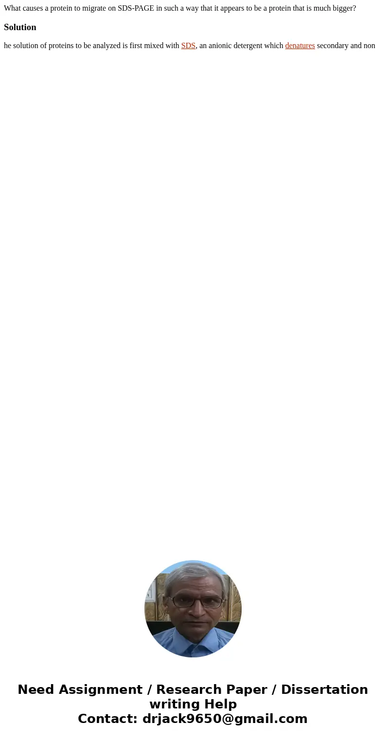 What causes a protein to migrate on SDS-PAGE in such a way that it appears to be a protein that is much bigger?Solution he solution of proteins to be analyzed i