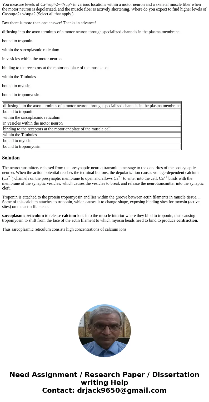 You measure levels of Ca<sup>2+</sup> in various locations within a motor neuron and a skeletal muscle fiber when the motor neuron is depolarized, a