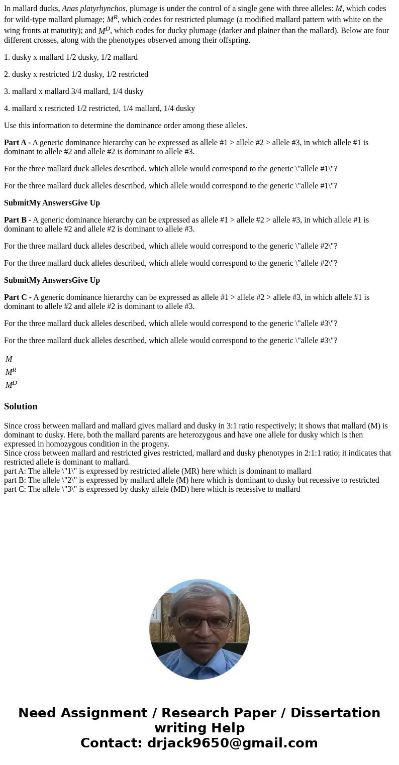 In mallard ducks, Anas platyrhynchos, plumage is under the control of a single gene with three alleles: M, which codes for wild-type mallard plumage; MR, which  In mallard ducks, Anas platyrhynchos, plumage is under the control of a single gene with three alleles: M, which codes for wild-type mallard plumage; MR, which