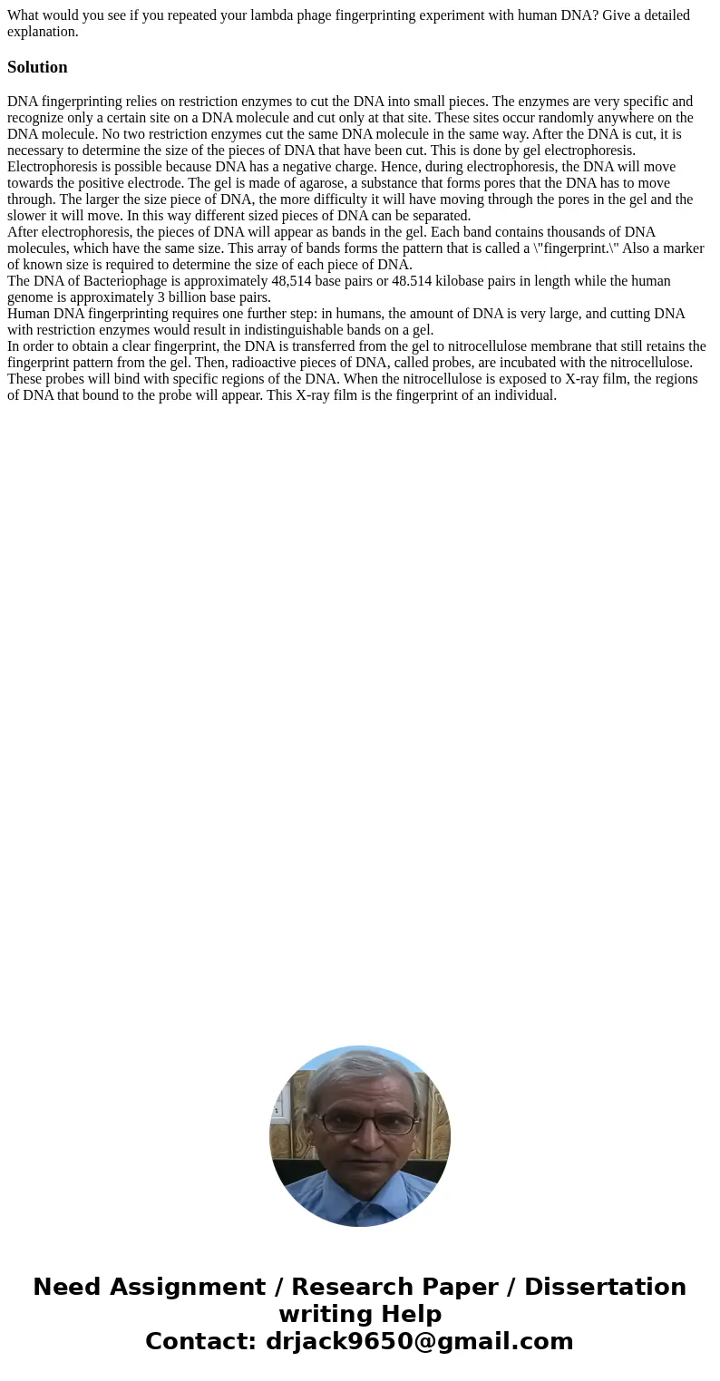 What would you see if you repeated your lambda phage fingerprinting experiment with human DNA? Give a detailed explanation.SolutionDNA fingerprinting relies on  What would you see if you repeated your lambda phage fingerprinting experiment with human DNA? Give a detailed explanation.SolutionDNA fingerprinting relies on