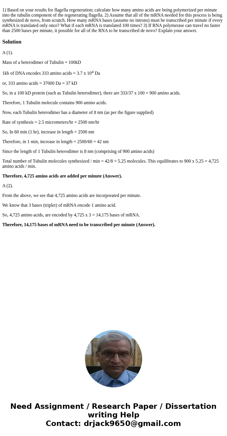 1) Based on your results for flagella regeneration; calculate how many amino acids are being polymerized per minute into the tubulin component of the regenerat  1) Based on your results for flagella regeneration; calculate how many amino acids are being polymerized per minute into the tubulin component of the regenerat