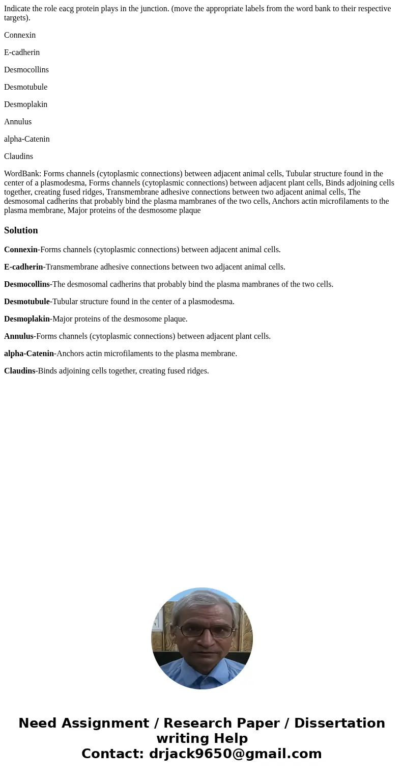 Indicate the role eacg protein plays in the junction. (move the appropriate labels from the word bank to their respective targets). Connexin E-cadherin Desmocol Indicate the role eacg protein plays in the junction. (move the appropriate labels from the word bank to their respective targets). Connexin E-cadherin Desmocol