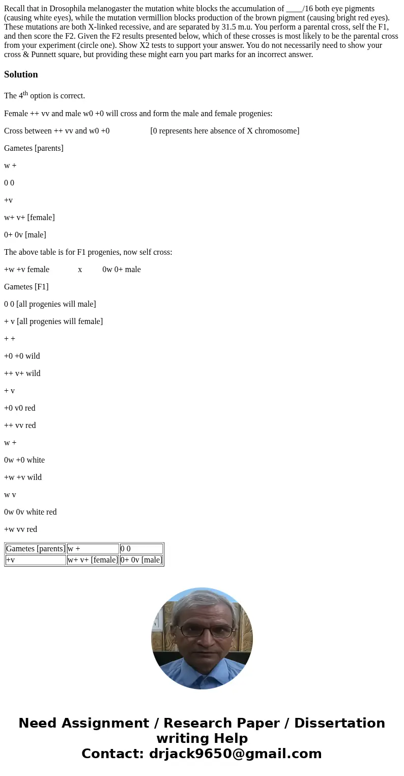  Recall that in Drosophila melanogaster the mutation white blocks the accumulation of ____/16 both eye pigments (causing white eyes), while the mutation vermill