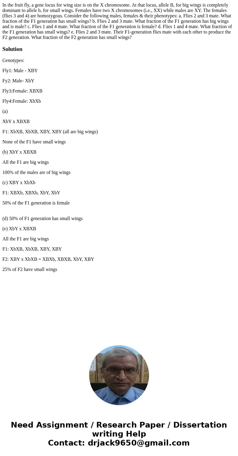 In the fruit fly, a gene locus for wing size is on the X chromosome. At that locus, allele B, for big wings is completely dominant to allele b, for small wings  In the fruit fly, a gene locus for wing size is on the X chromosome. At that locus, allele B, for big wings is completely dominant to allele b, for small wings
