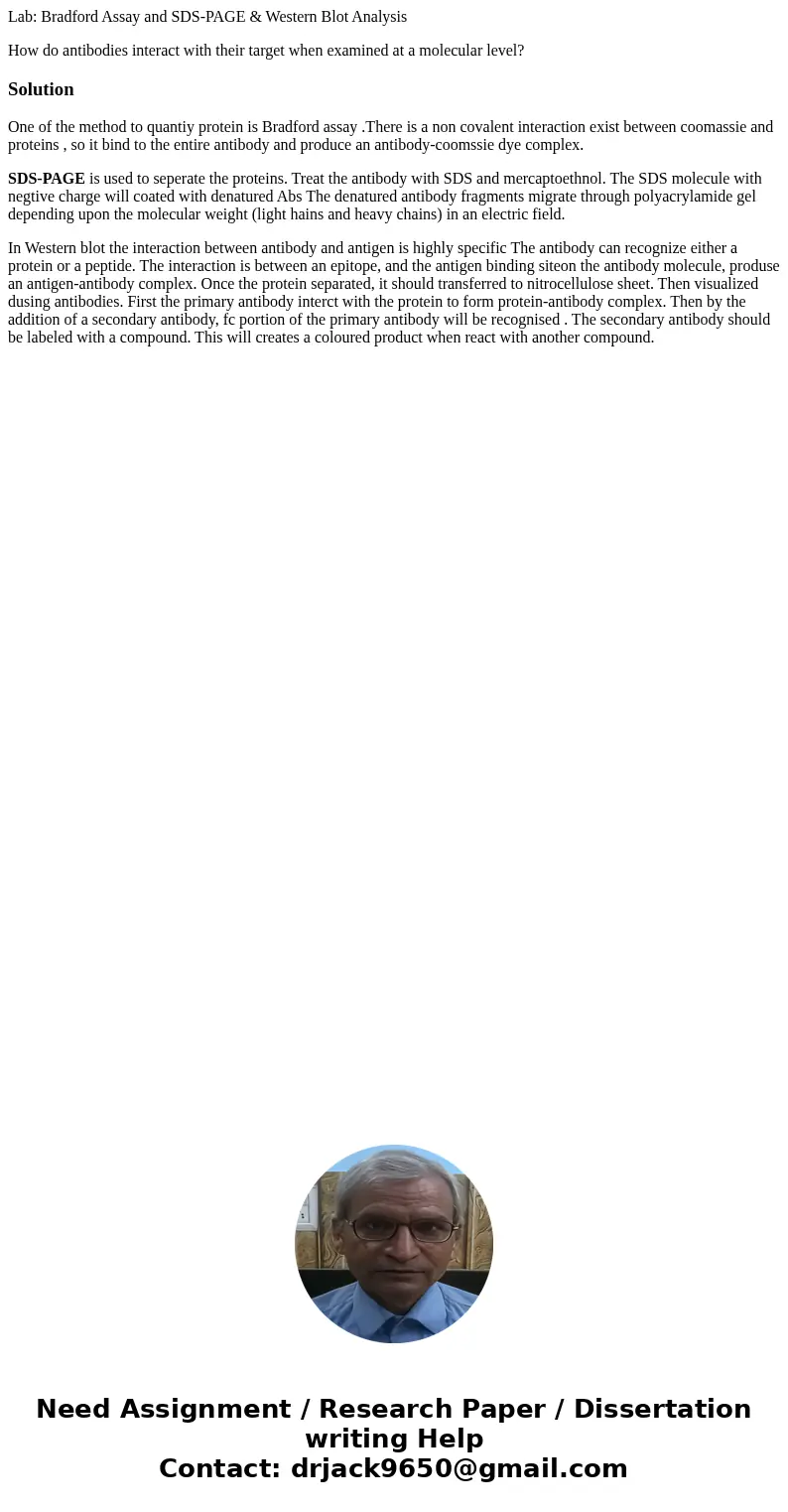 Lab: Bradford Assay and SDS-PAGE & Western Blot Analysis How do antibodies interact with their target when examined at a molecular level?SolutionOne of the  Lab: Bradford Assay and SDS-PAGE & Western Blot Analysis How do antibodies interact with their target when examined at a molecular level?SolutionOne of the