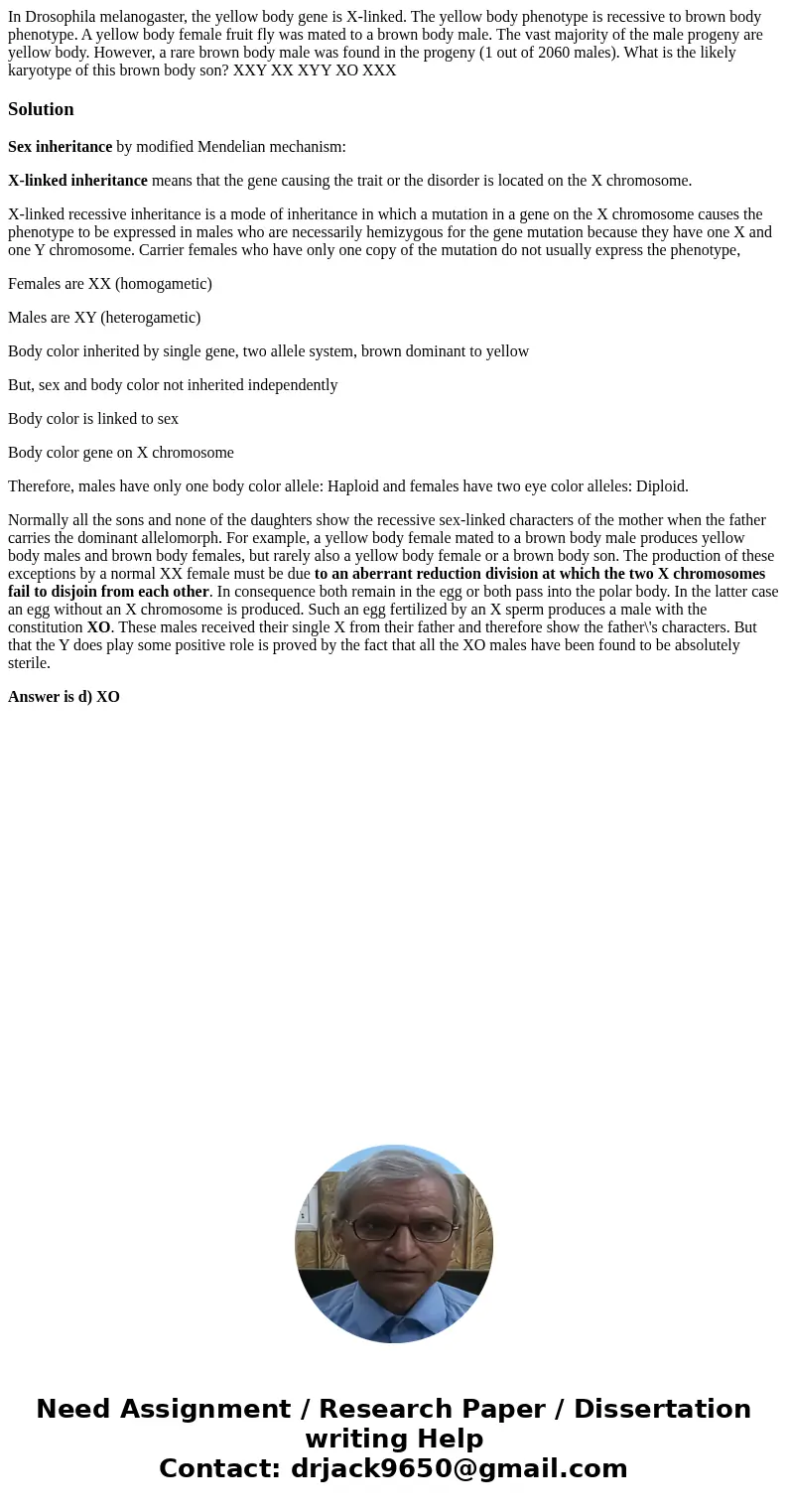 In Drosophila melanogaster, the yellow body gene is X-linked. The yellow body phenotype is recessive to brown body phenotype. A yellow body female fruit fly wa  In Drosophila melanogaster, the yellow body gene is X-linked. The yellow body phenotype is recessive to brown body phenotype. A yellow body female fruit fly wa