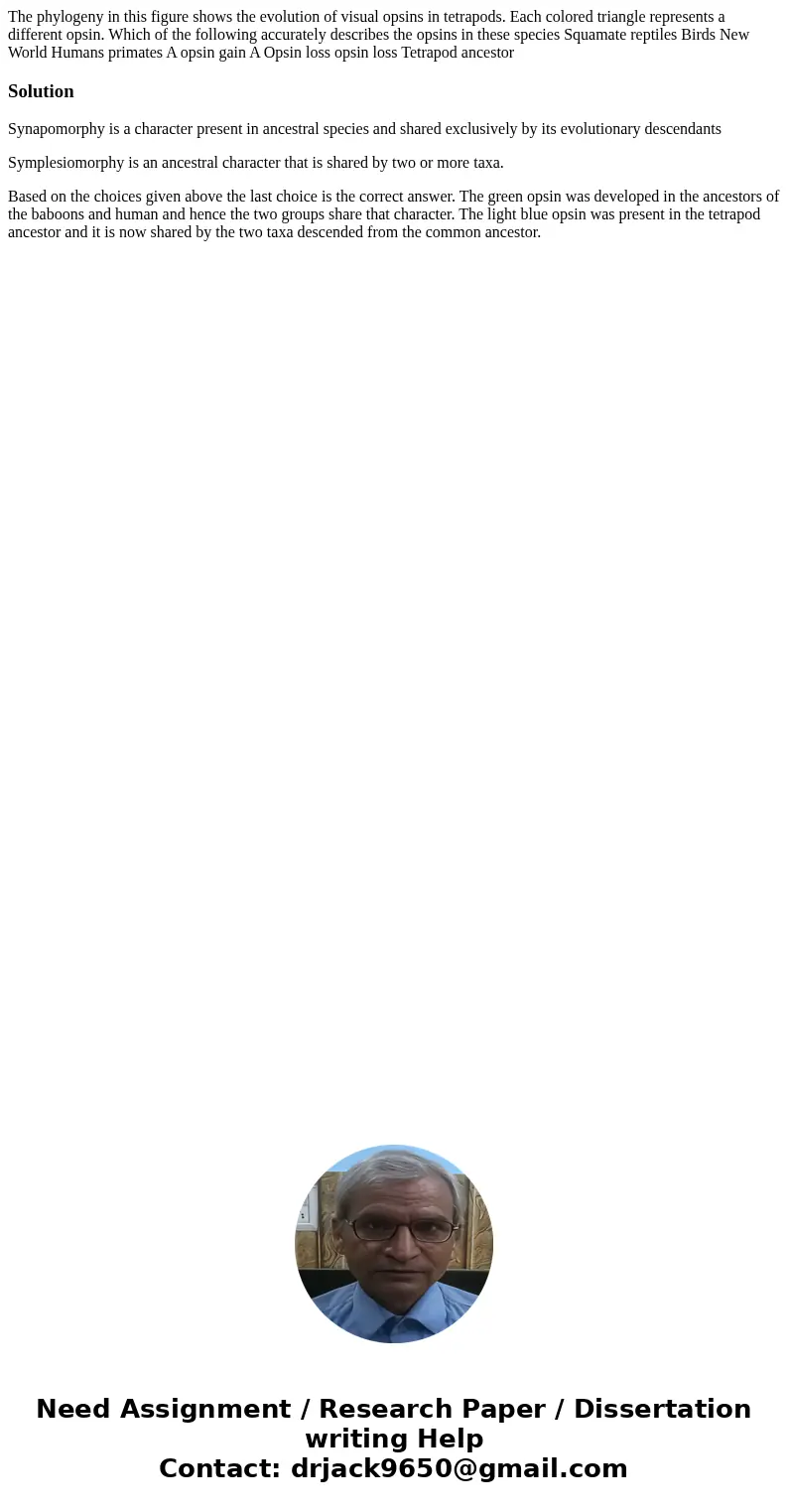 The phylogeny in this figure shows the evolution of visual opsins in tetrapods. Each colored triangle represents a different opsin. Which of the following accu  The phylogeny in this figure shows the evolution of visual opsins in tetrapods. Each colored triangle represents a different opsin. Which of the following accu
