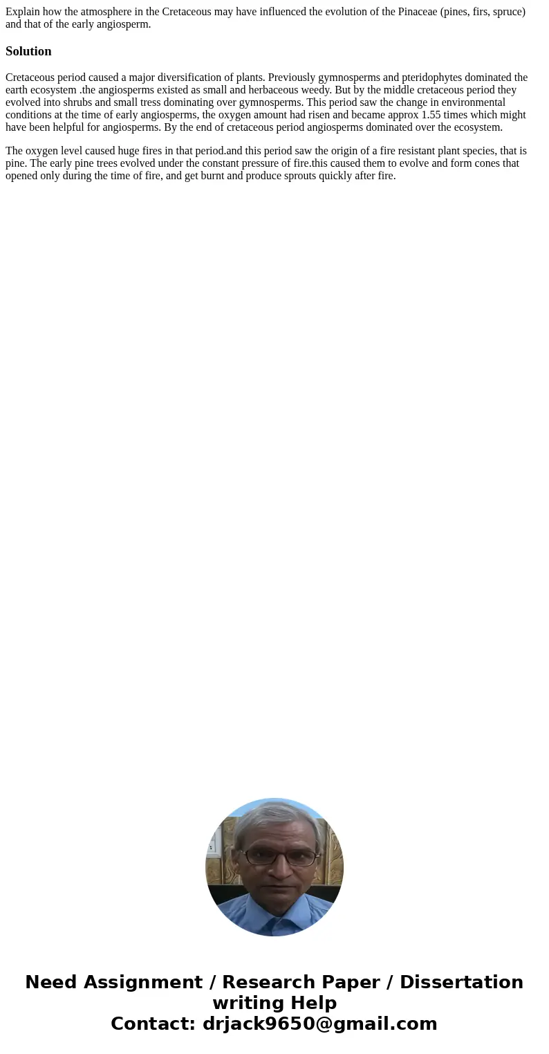 Explain how the atmosphere in the Cretaceous may have influenced the evolution of the Pinaceae (pines, firs, spruce) and that of the early angiosperm.SolutionCr Explain how the atmosphere in the Cretaceous may have influenced the evolution of the Pinaceae (pines, firs, spruce) and that of the early angiosperm.SolutionCr