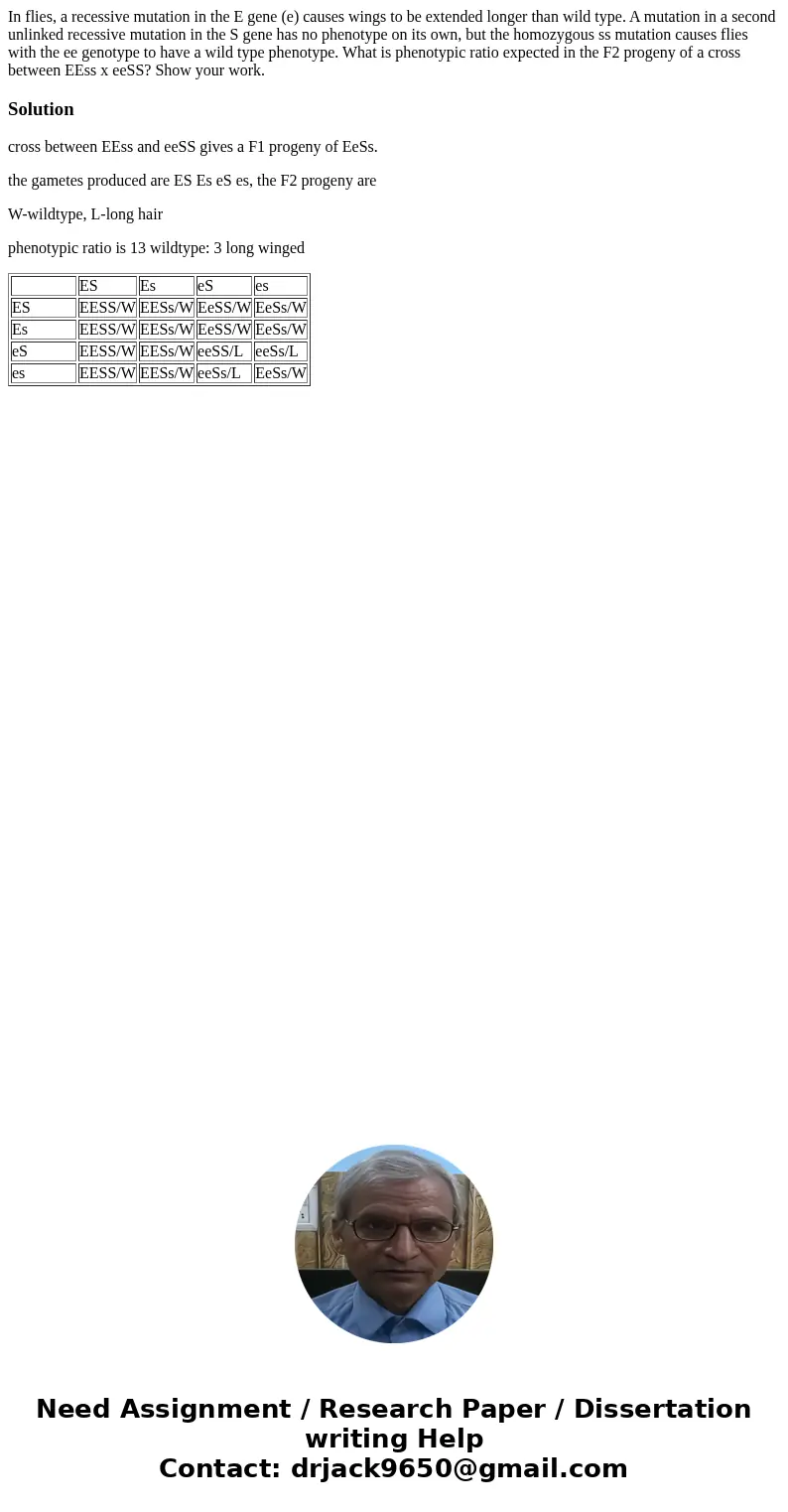 In flies, a recessive mutation in the E gene (e) causes wings to be extended longer than wild type. A mutation in a second unlinked recessive mutation in the S  In flies, a recessive mutation in the E gene (e) causes wings to be extended longer than wild type. A mutation in a second unlinked recessive mutation in the S