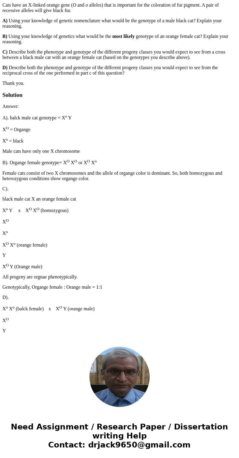 Cats have an X-linked orange gene (O and o alleles) that is important for the coloration of fur pigment. A pair of recessive alleles will give black fur. A) Usi Cats have an X-linked orange gene (O and o alleles) that is important for the coloration of fur pigment. A pair of recessive alleles will give black fur. A) Usi