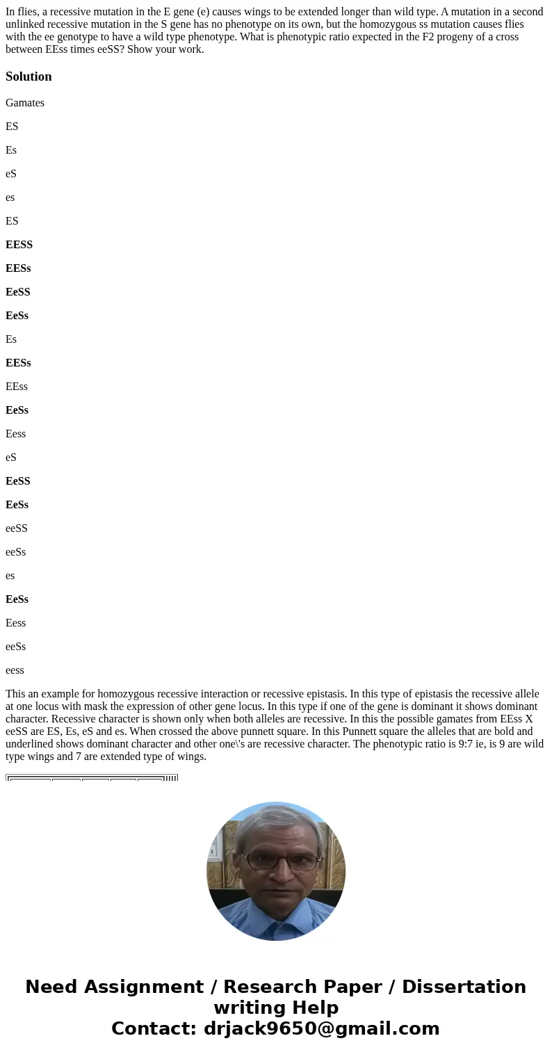 In flies, a recessive mutation in the E gene (e) causes wings to be extended longer than wild type. A mutation in a second unlinked recessive mutation in the S  In flies, a recessive mutation in the E gene (e) causes wings to be extended longer than wild type. A mutation in a second unlinked recessive mutation in the S