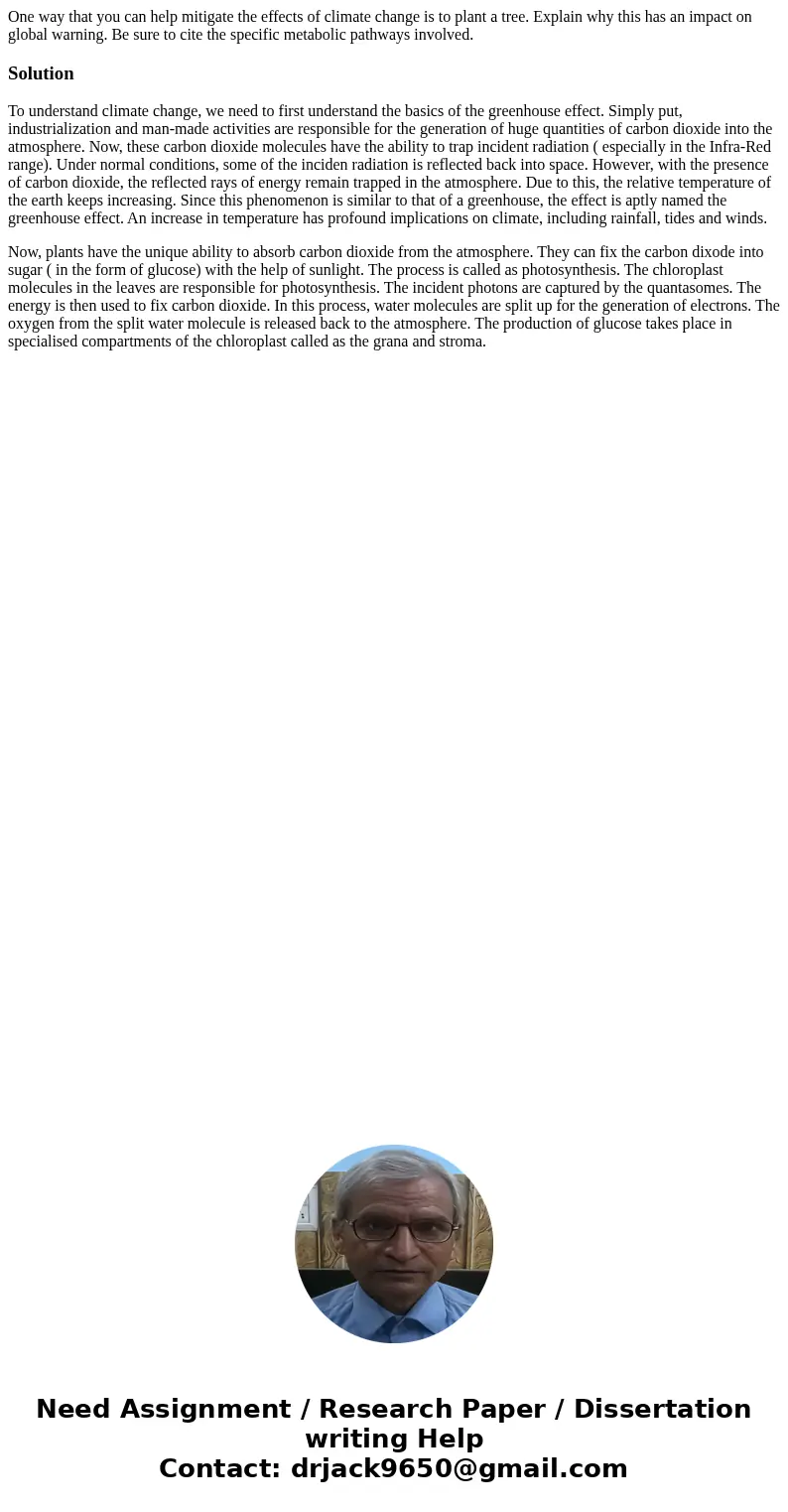 One way that you can help mitigate the effects of climate change is to plant a tree. Explain why this has an impact on global warning. Be sure to cite the speci One way that you can help mitigate the effects of climate change is to plant a tree. Explain why this has an impact on global warning. Be sure to cite the speci