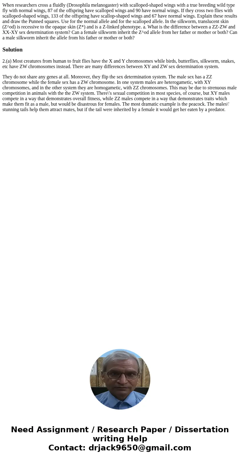 When researchers cross a fluidly (Drosophila melanogaster) with scalloped-shaped wings with a true breeding wild type fly with normal wings, 87 of the offsprin  When researchers cross a fluidly (Drosophila melanogaster) with scalloped-shaped wings with a true breeding wild type fly with normal wings, 87 of the offsprin